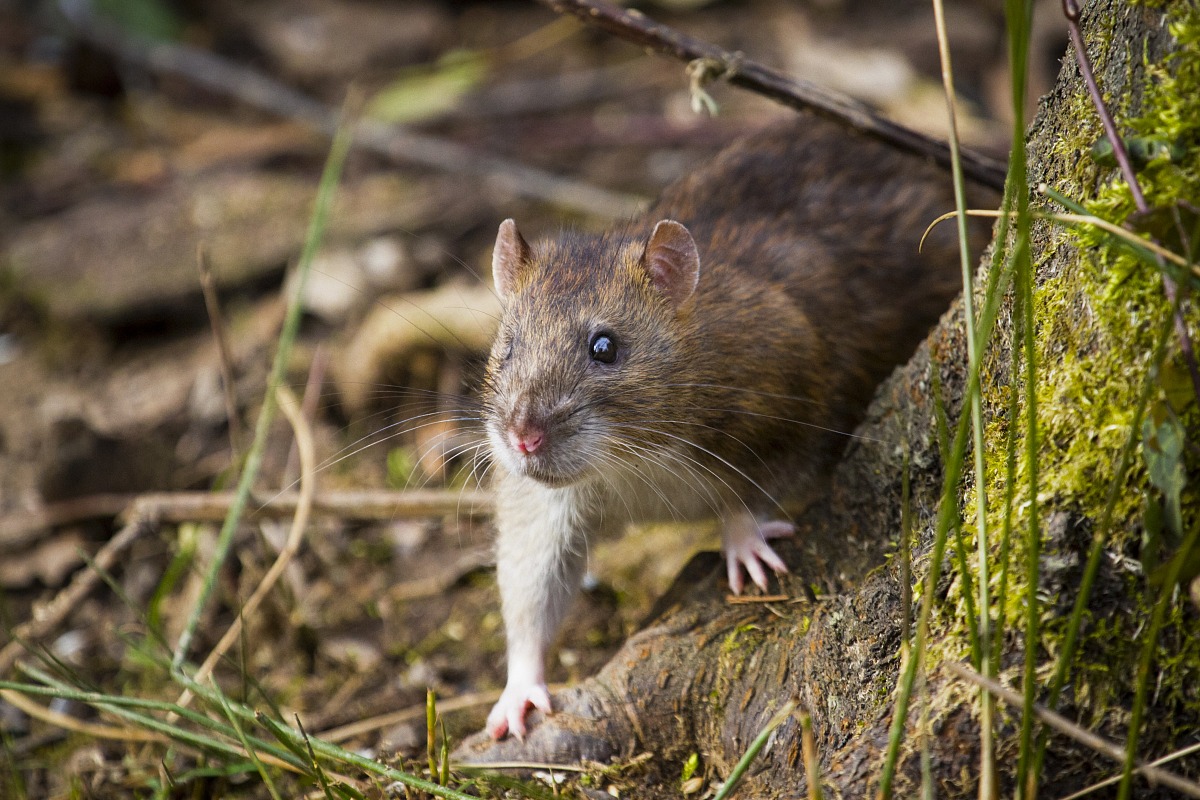 Ratto norvegese | JuzaPhoto