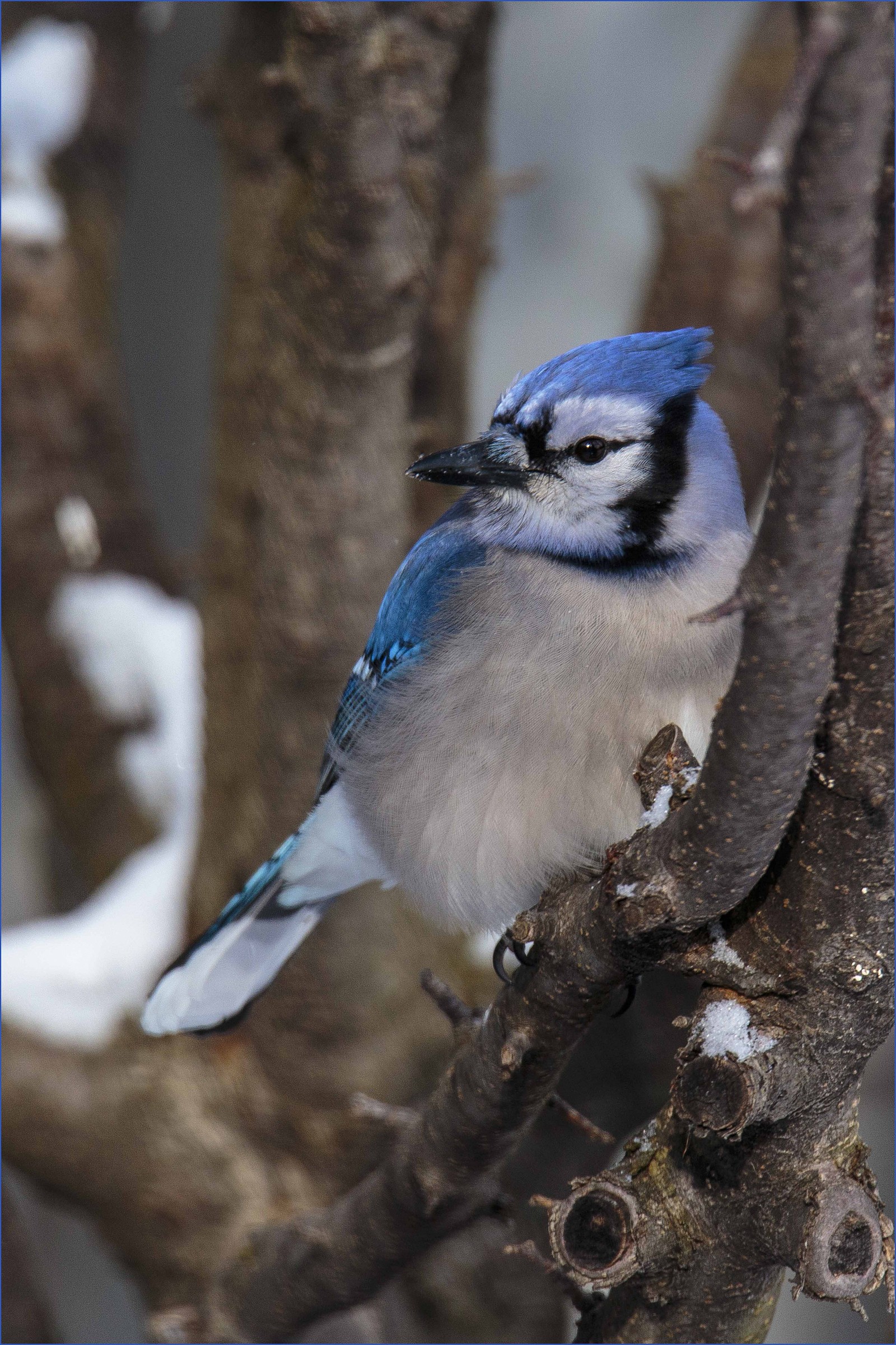 Backyard Blue Jay