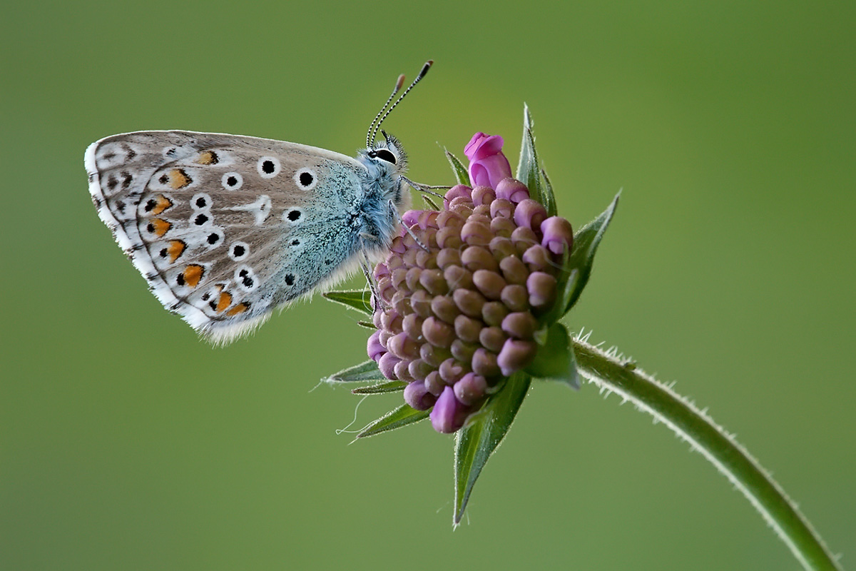 Polyommatus_icarus