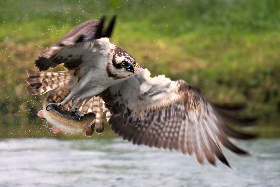 Osprey 2
