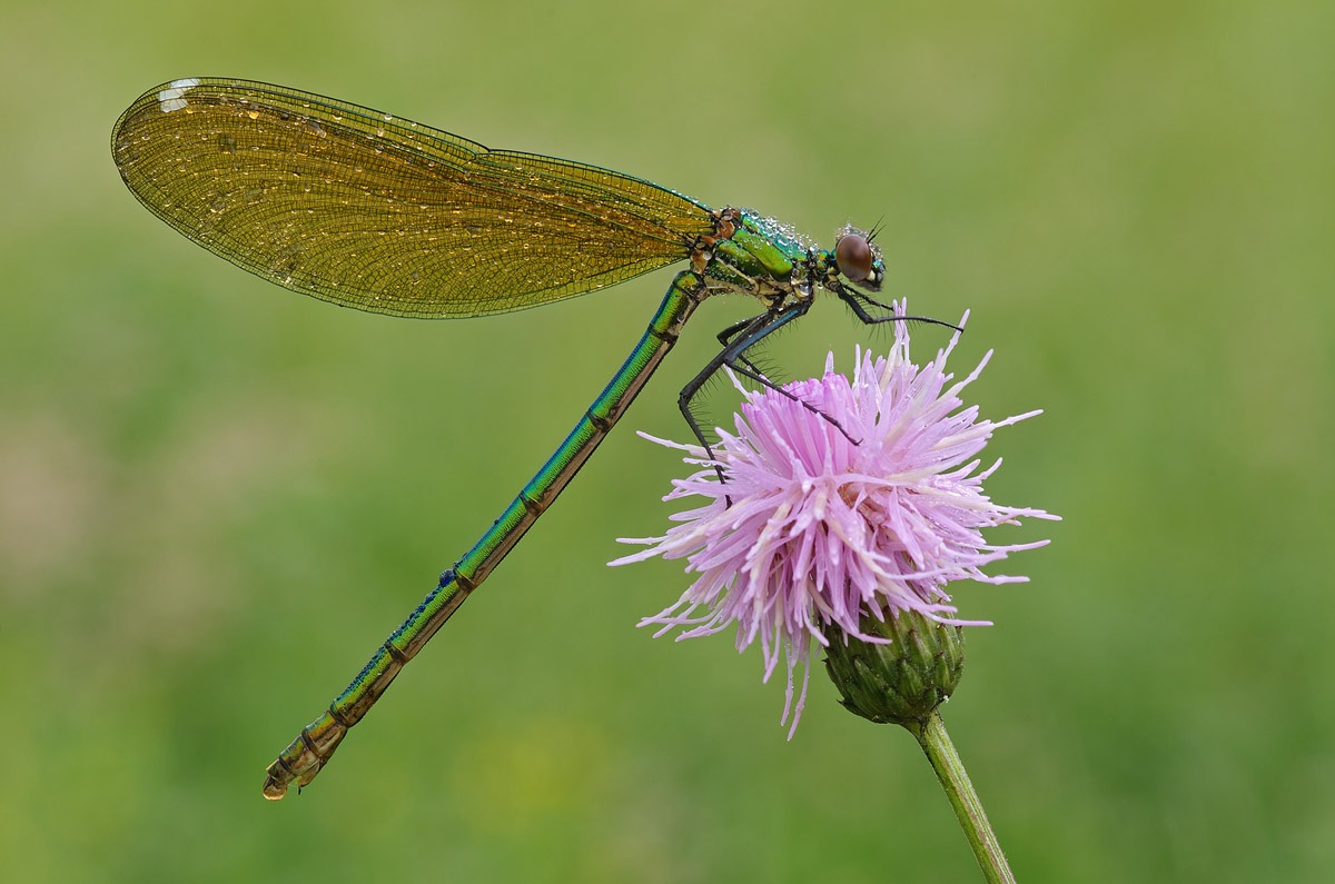 Banded Demoiselle f