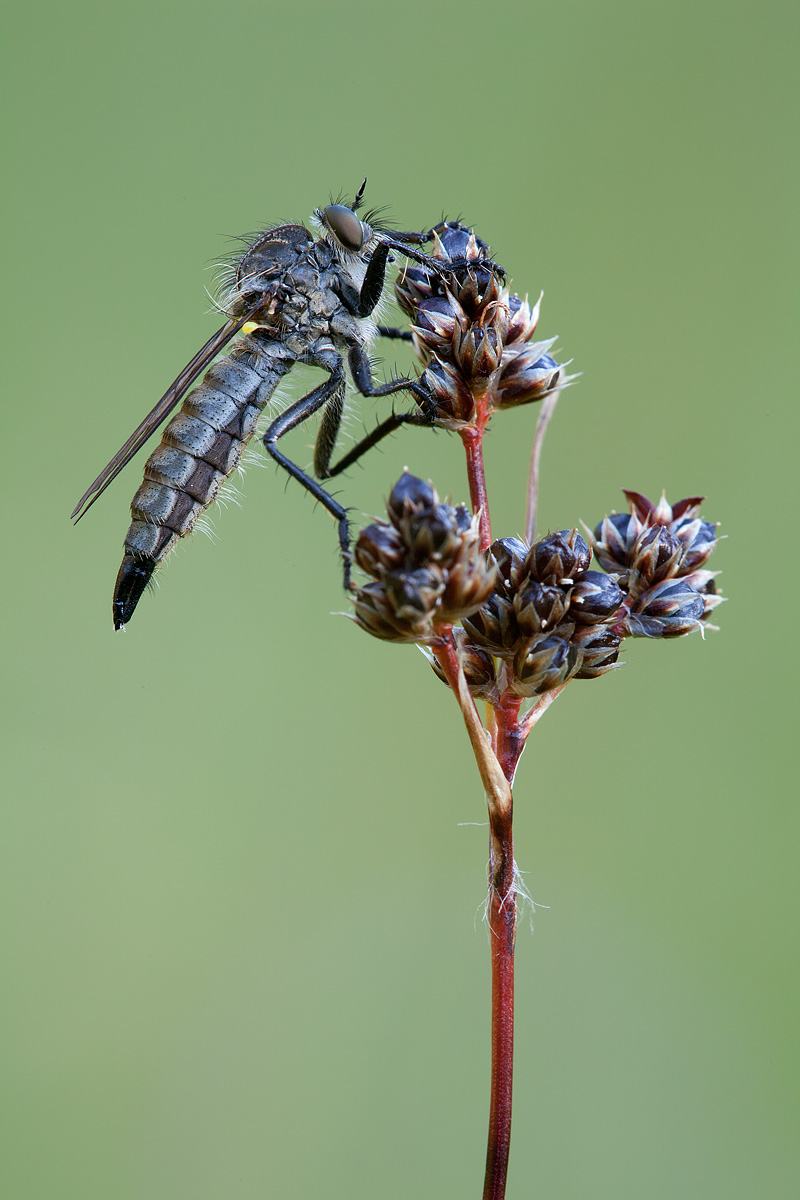 Dysmachus fuscipennis