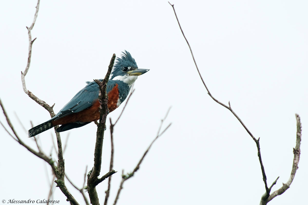 Martin pescador grande