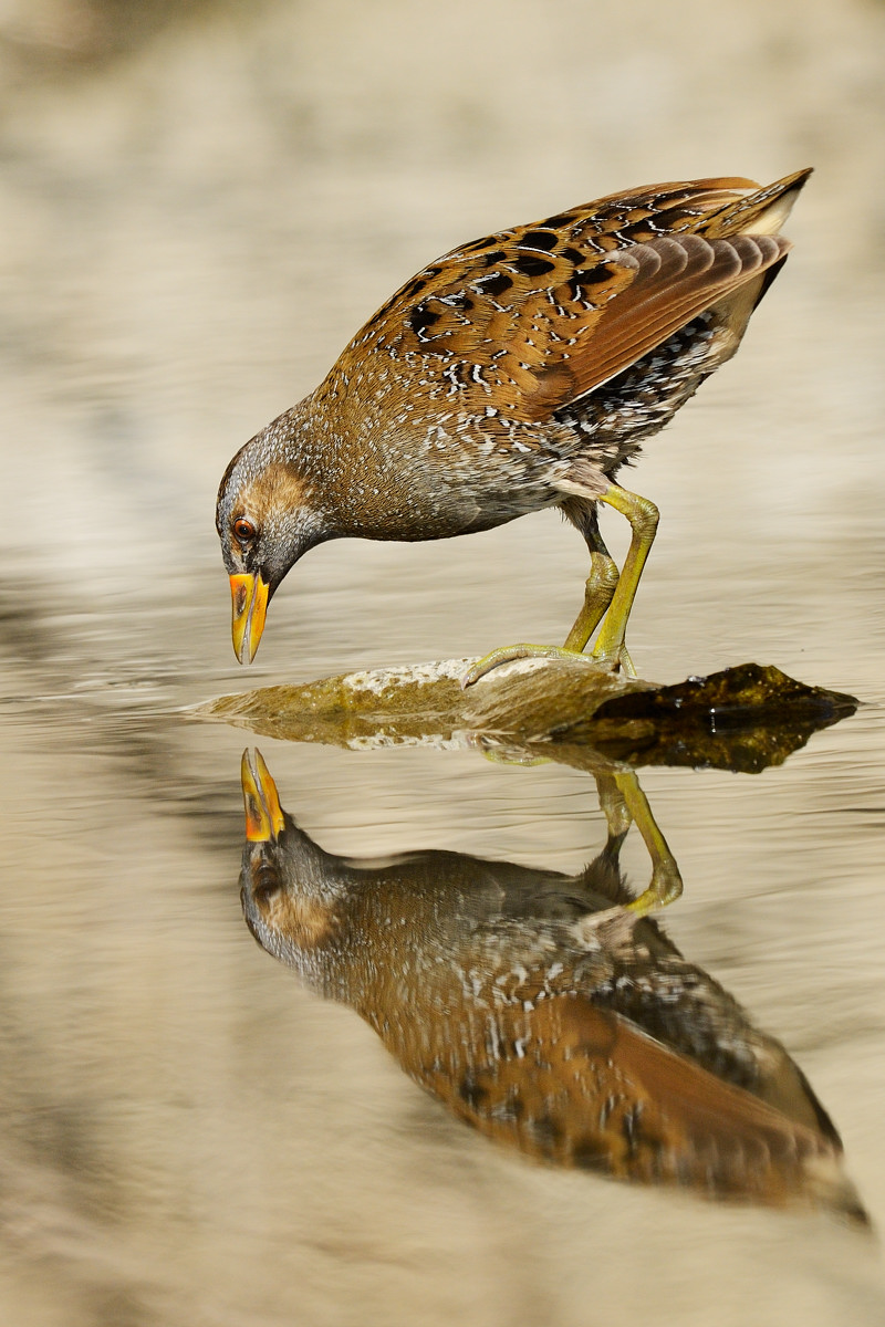 Voltolino & riflesso