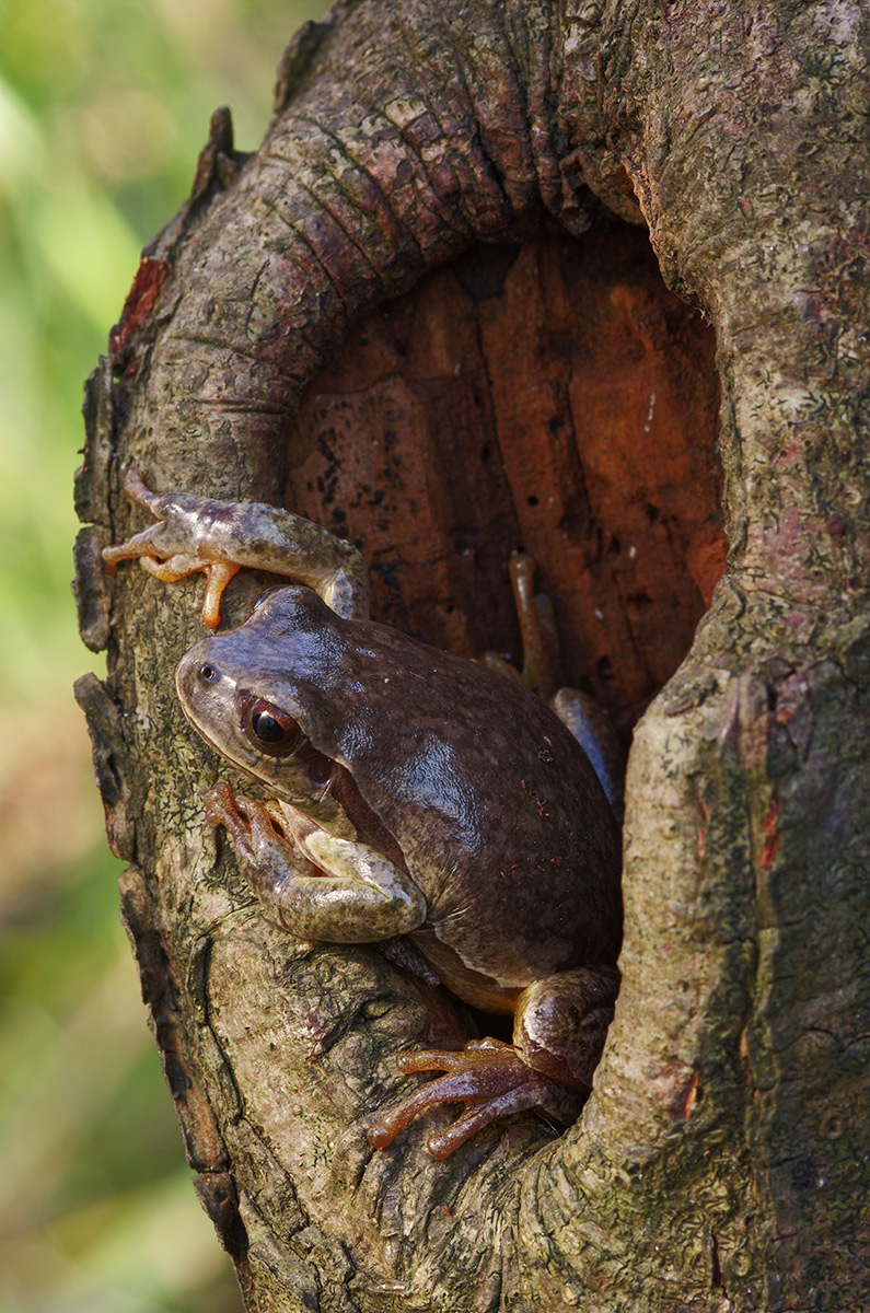 Hyla intermedia (Bouienger, 1882) - Hylidae colorazione