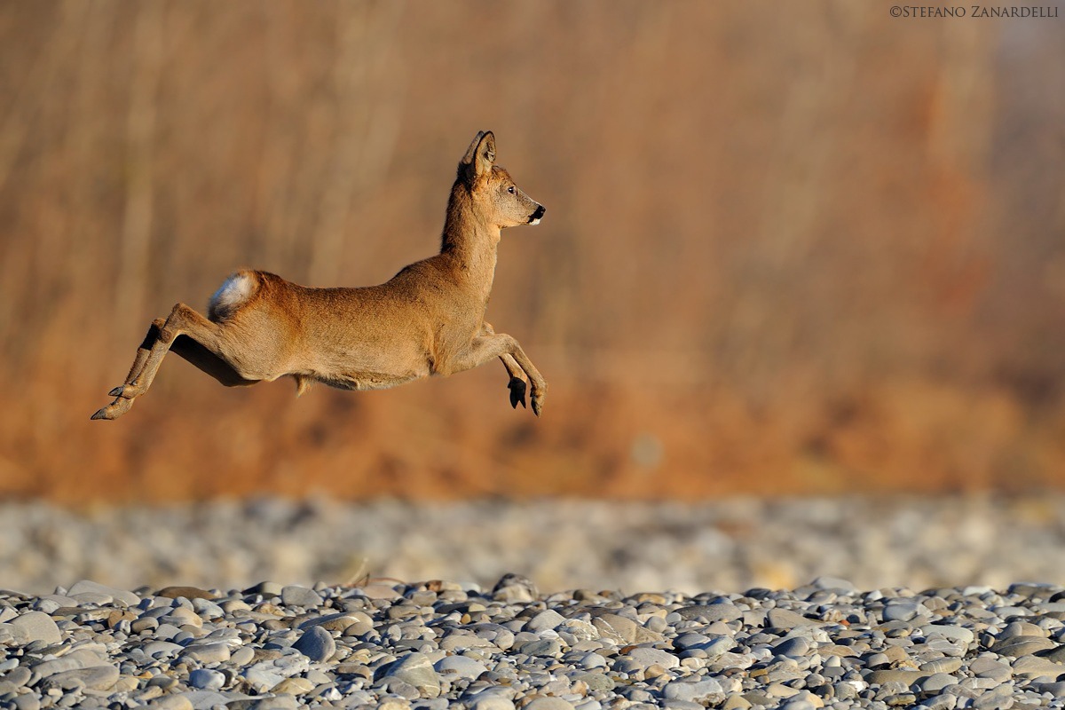 The flight of the Roe