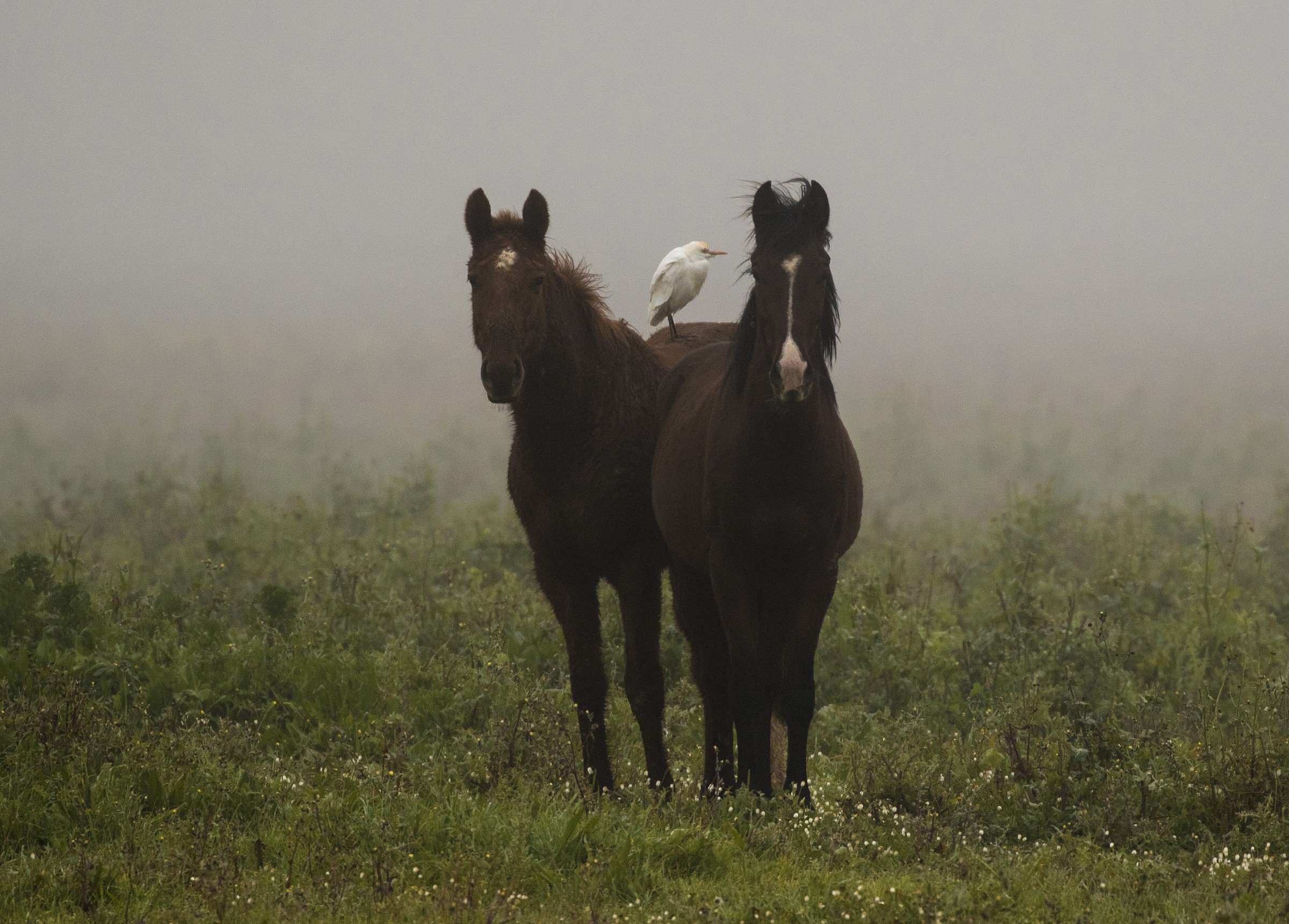 Andalusian horses waiting for the sun