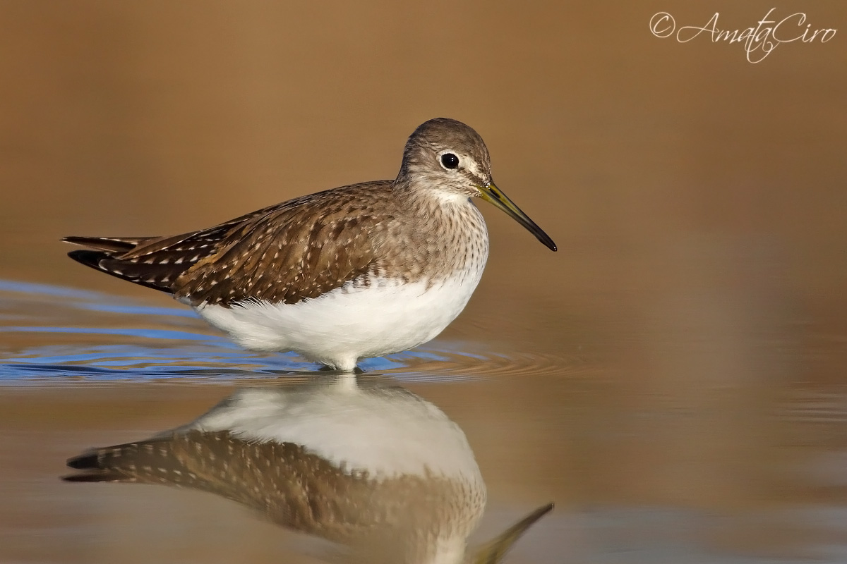 Green Sandpiper
