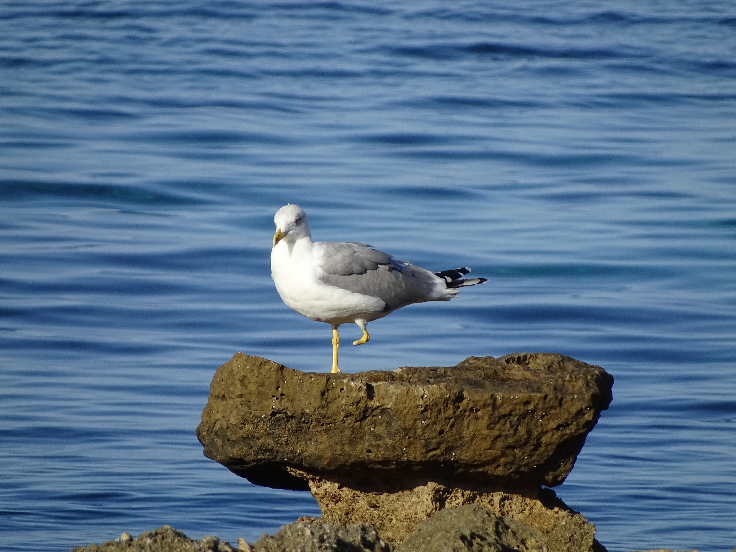 Hurry up and shoot, that soon I fall