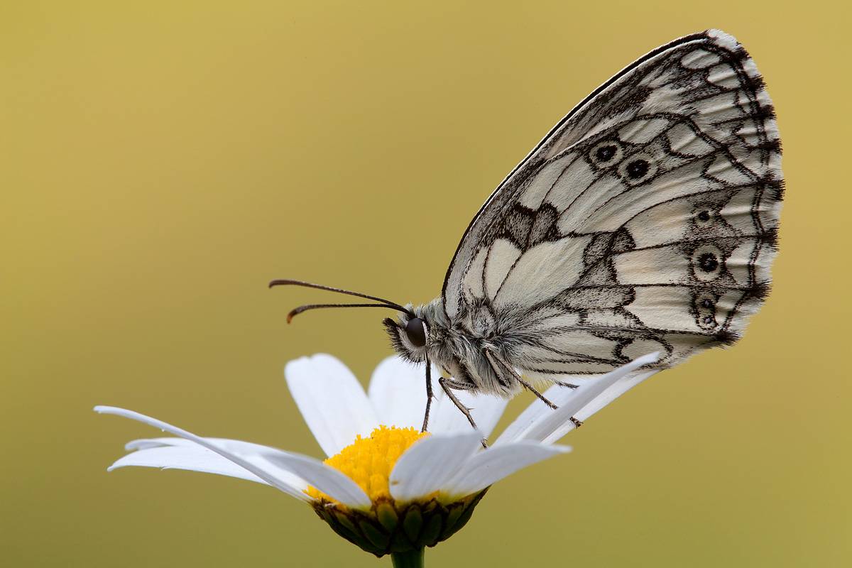 Melanargia galathea