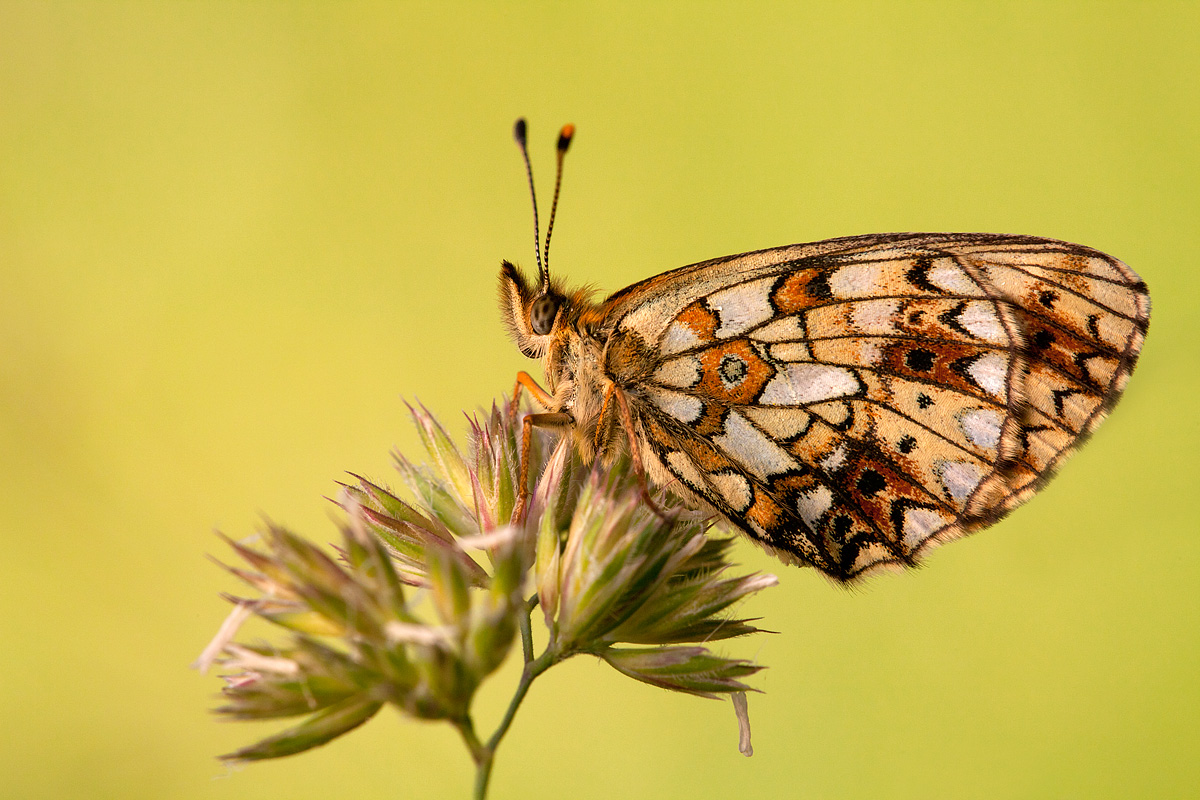 Melitaea athalia