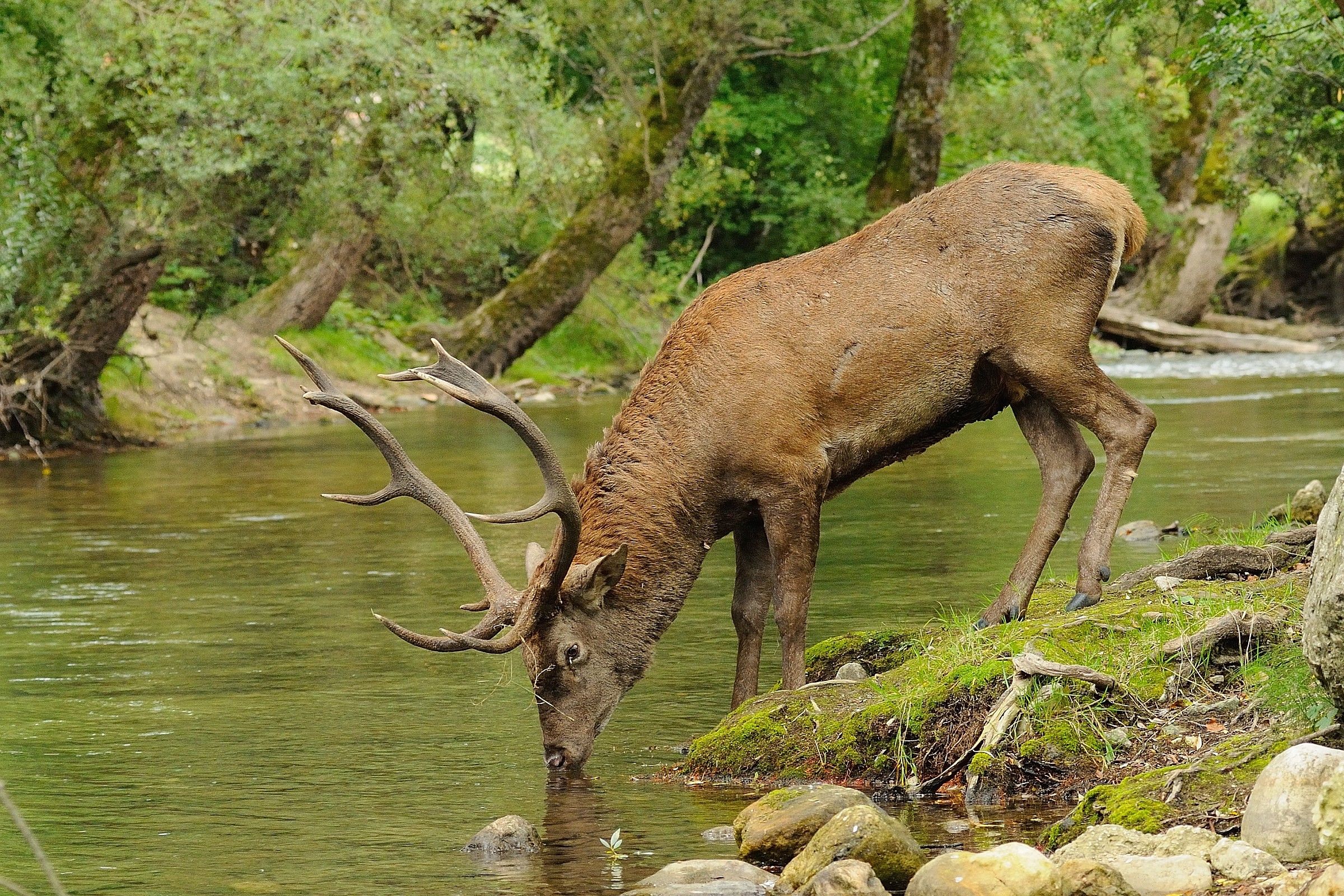 Thirsty deer