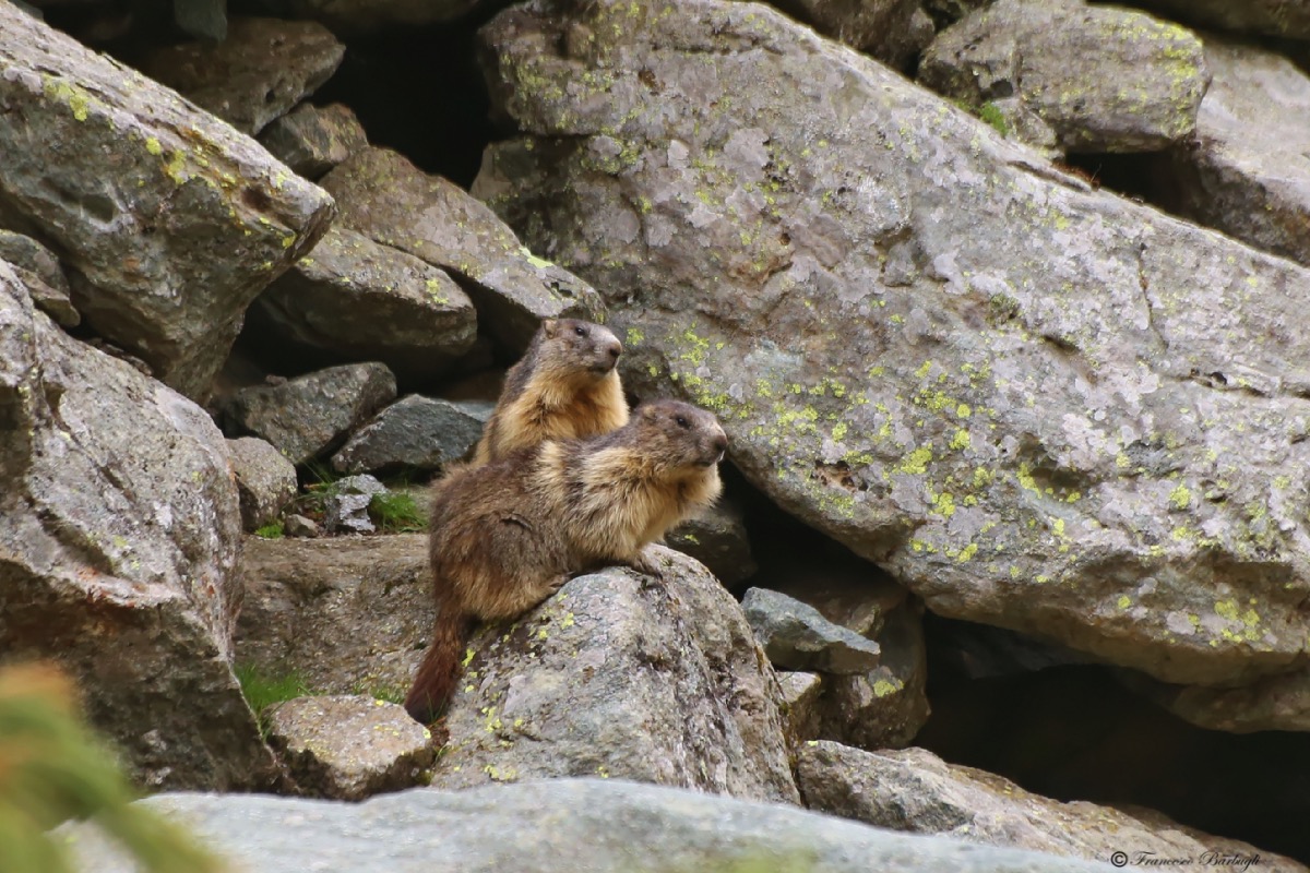 Marmot