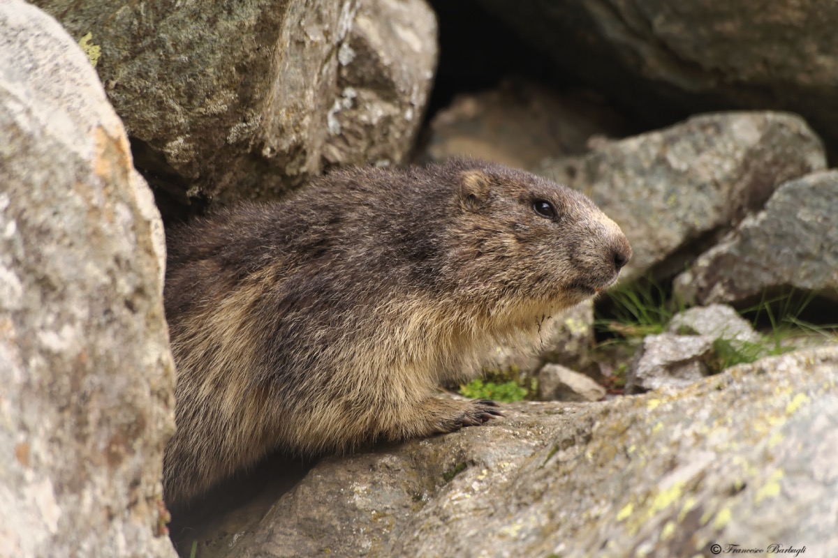 Marmot