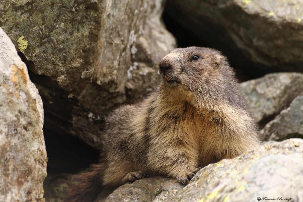 Marmot