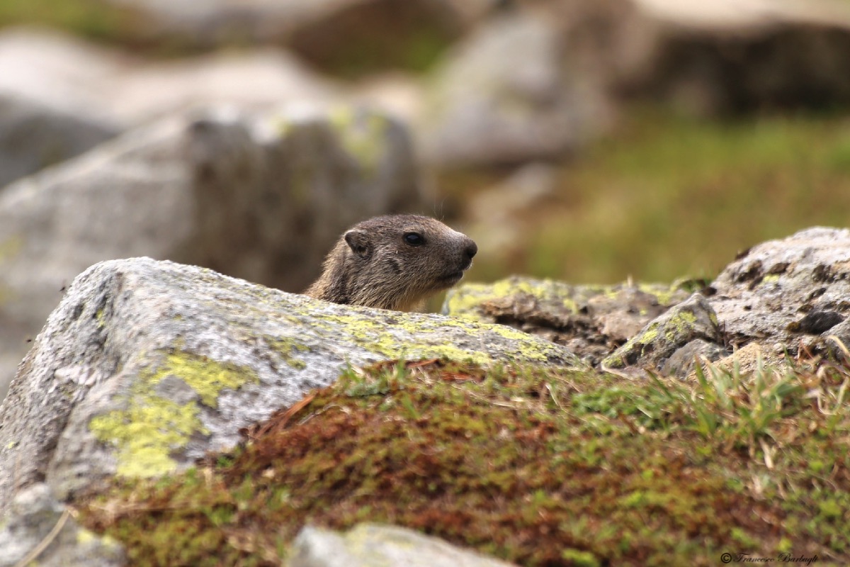 Marmot