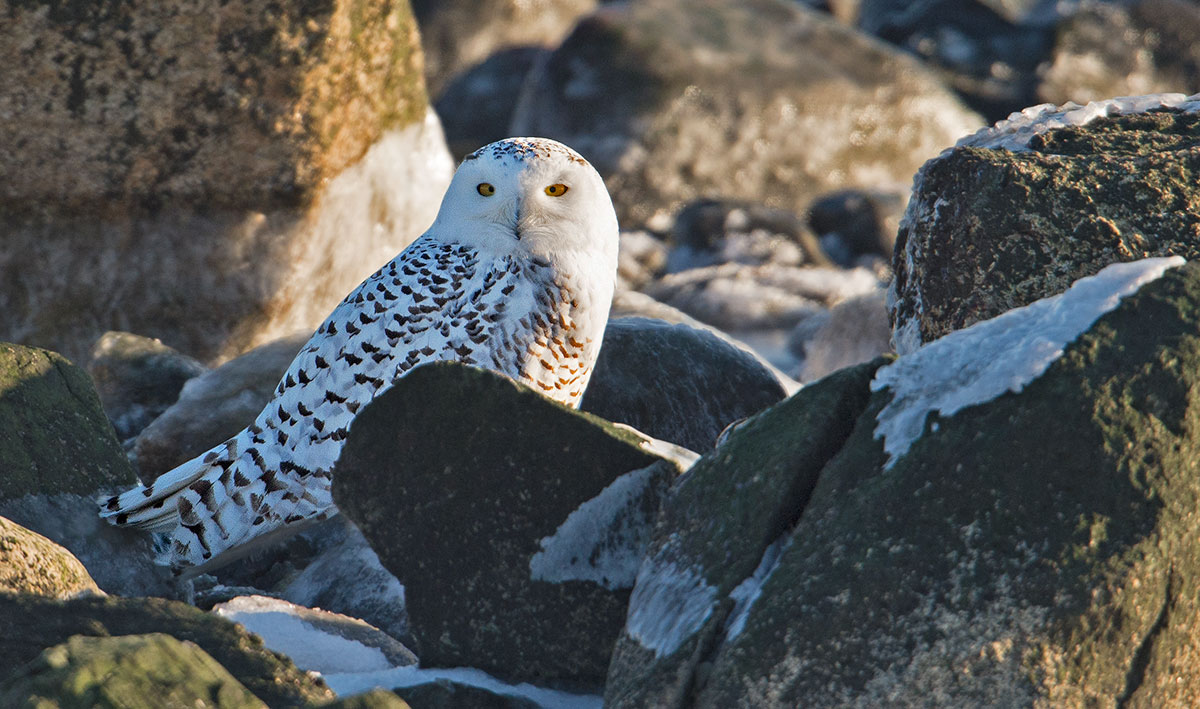 Snowy Owl
