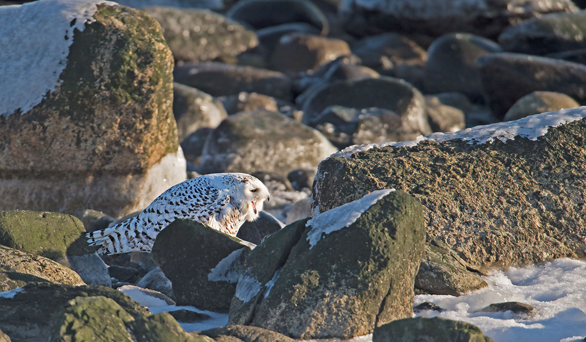 Snowy Owl
