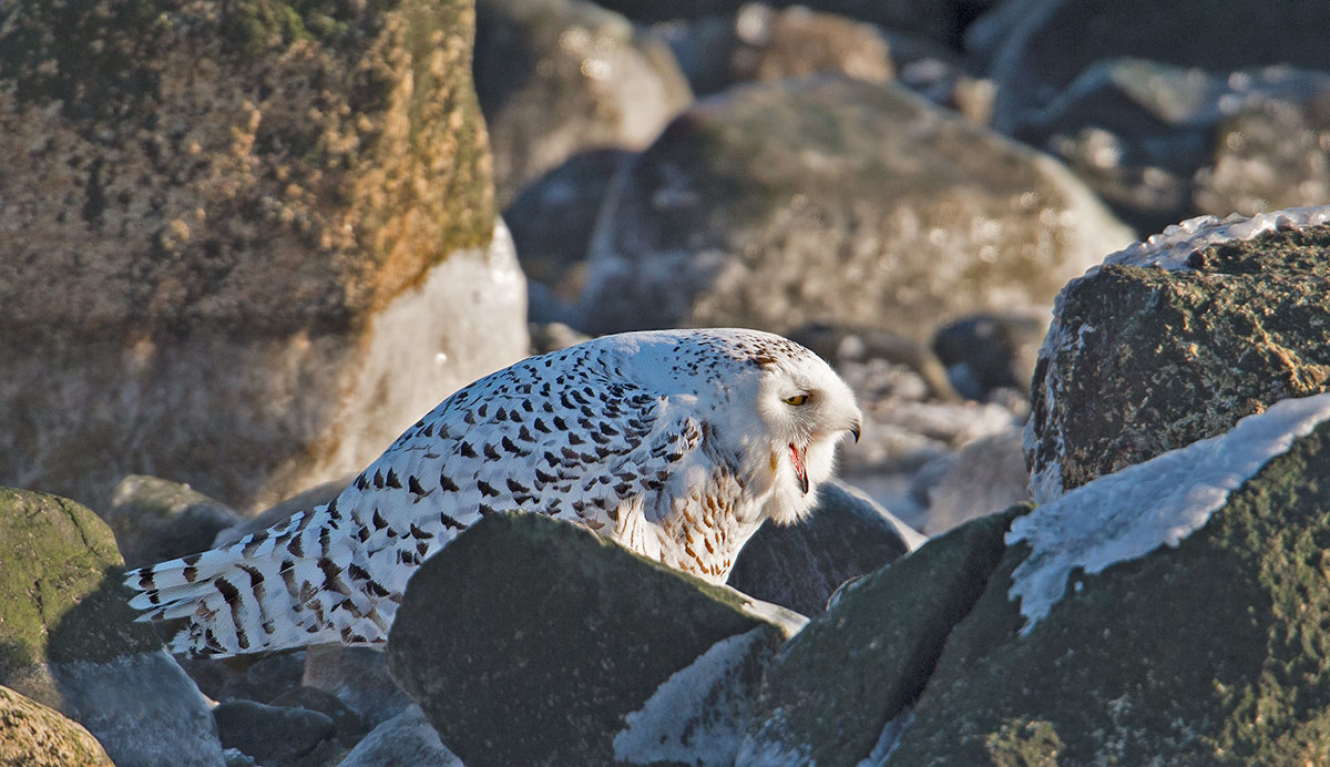 Snowy owl