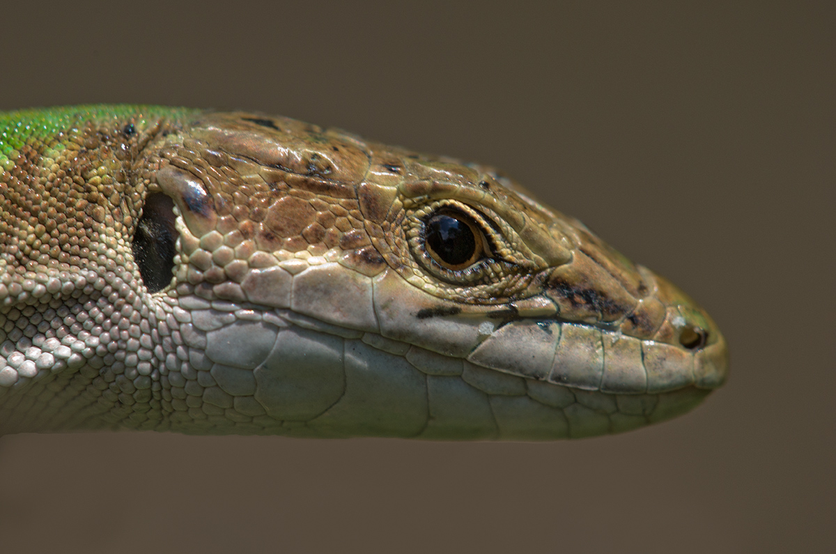 Podarcis muralis (Laurenti, 1768) - Lacertidae