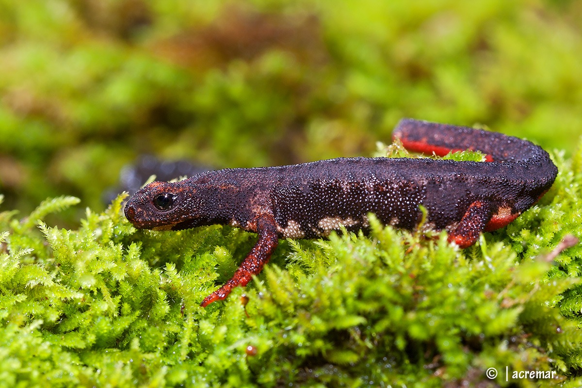 Spectacled salamander