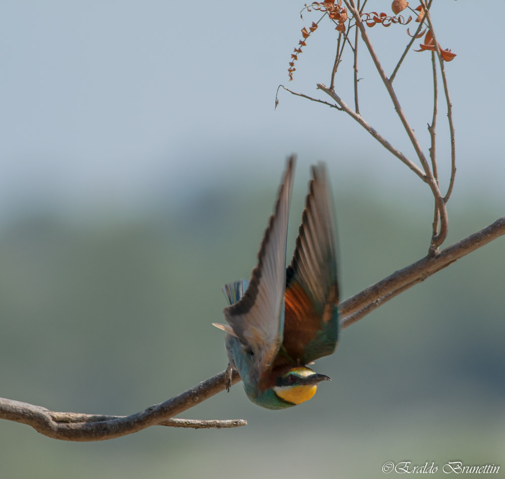 Eater (Merops apiaster)