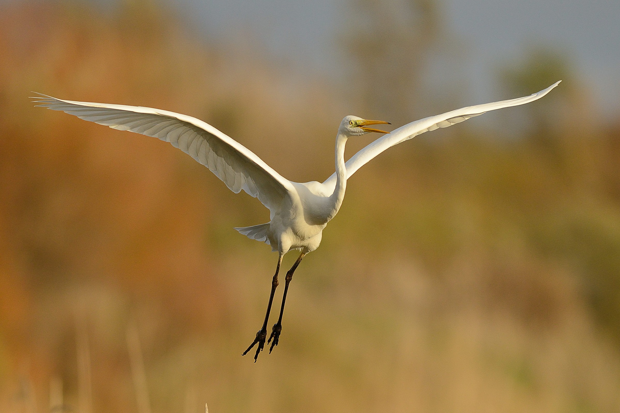 Egret at sunset
