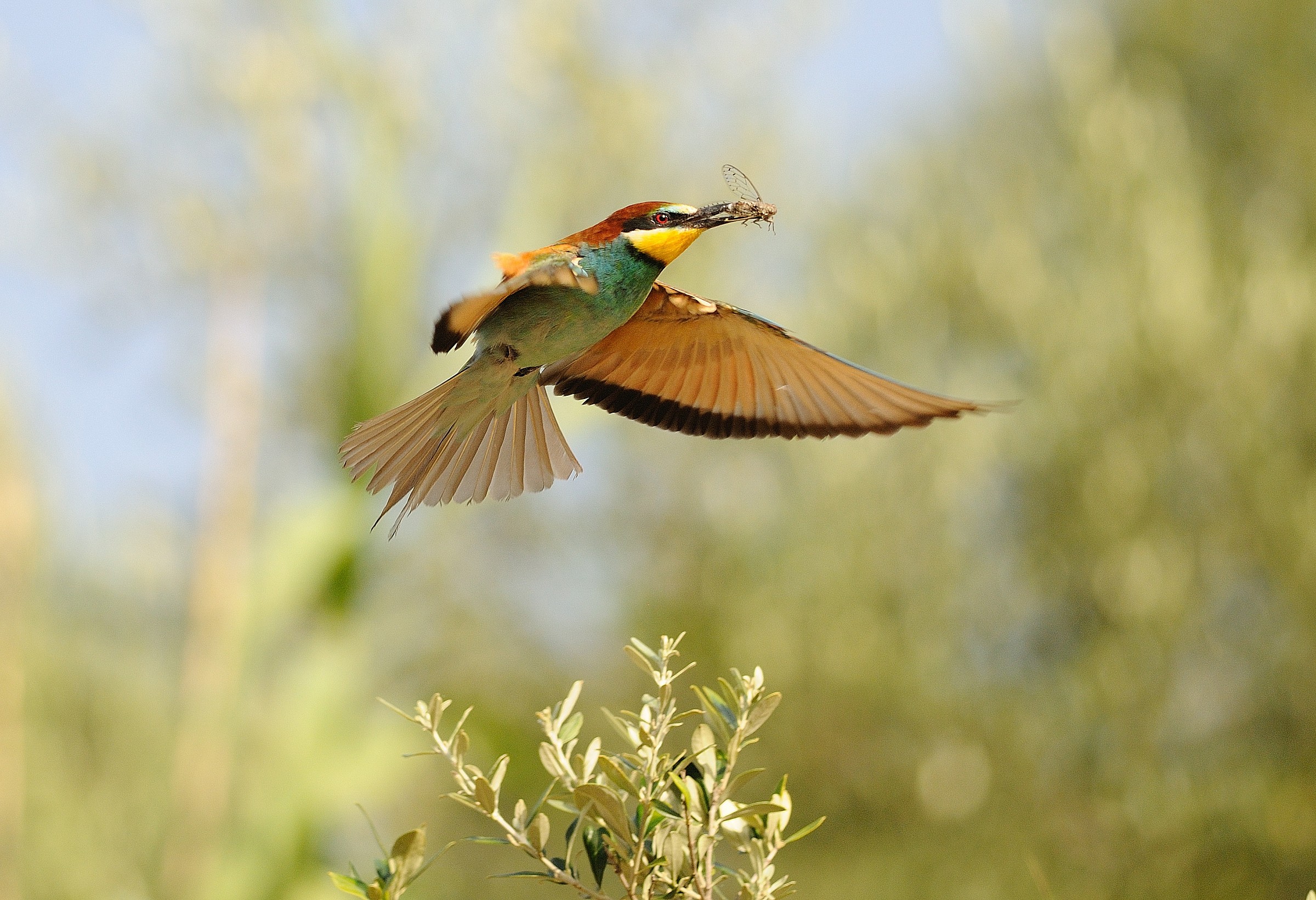 Cicala ..... with bee-eater