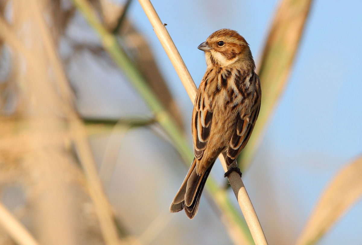 Reed Bunting