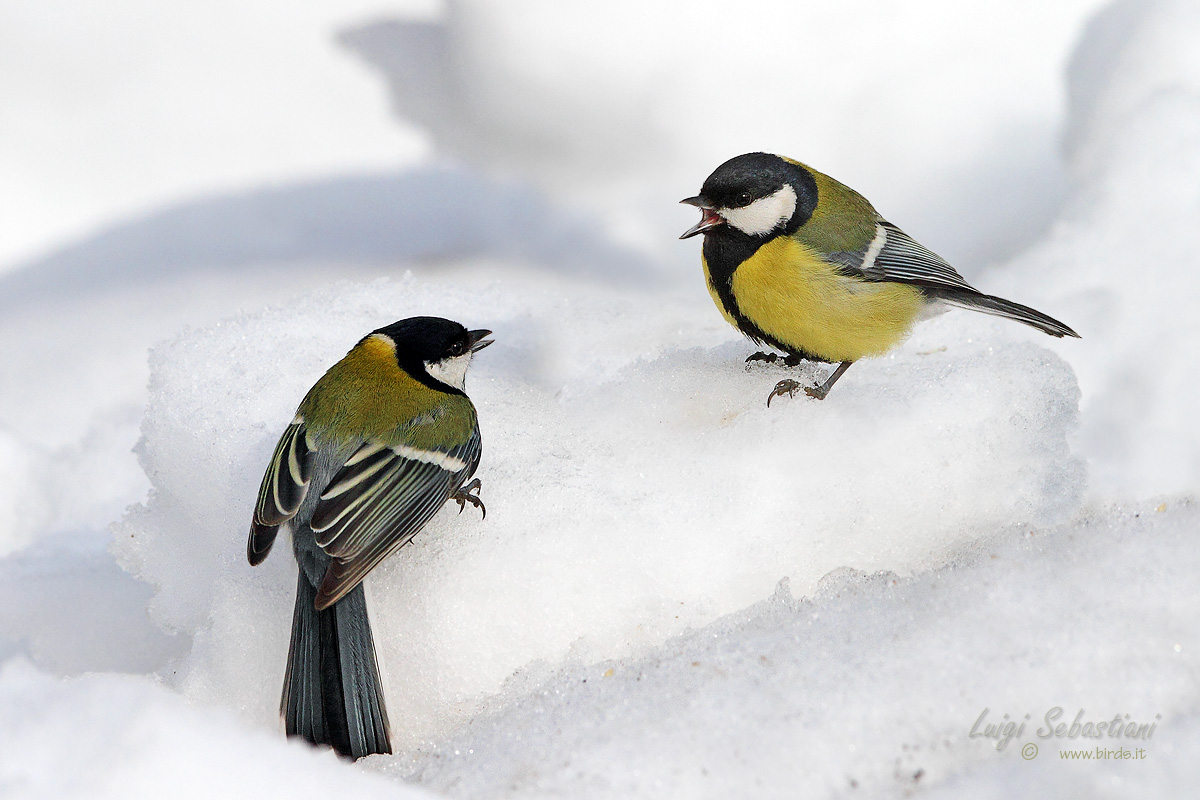 Baruffe Cinciallegre