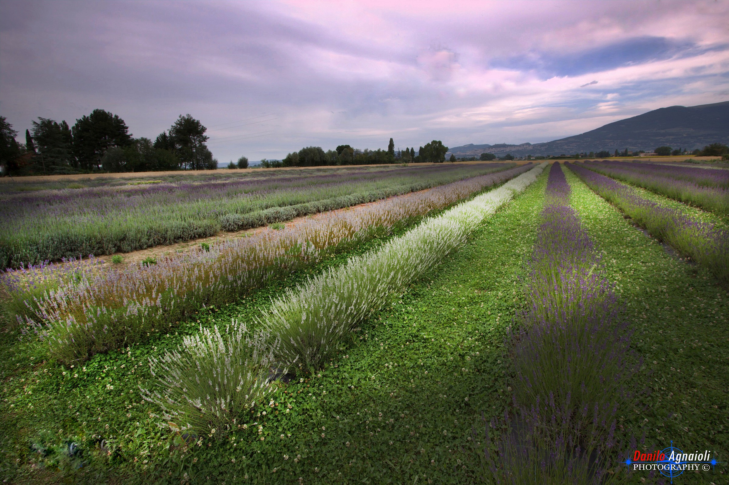 Anche in Umbria la lavanda
