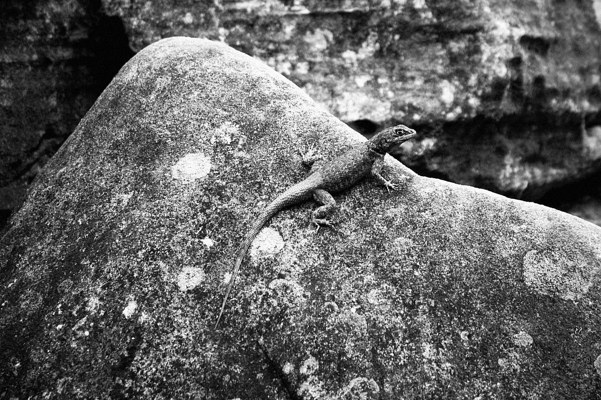 Lagarto/Lucertola - Chapada Diamantina - Brasile