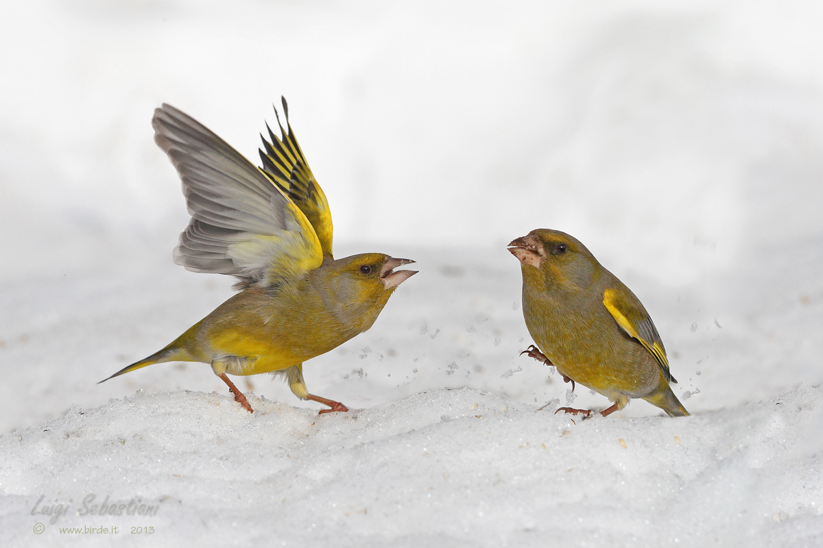 Conflitti invernali 1