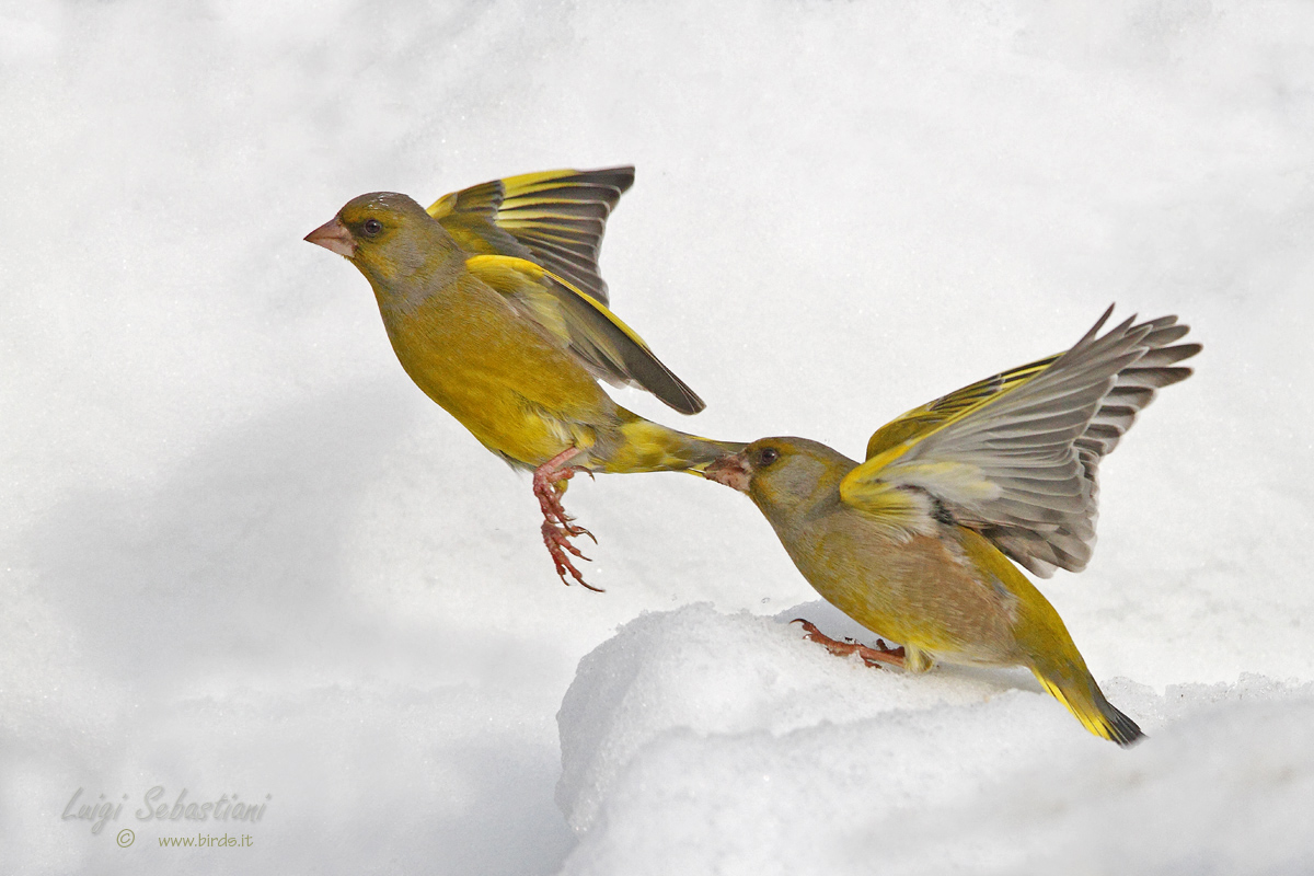 Conflitti invernali 2