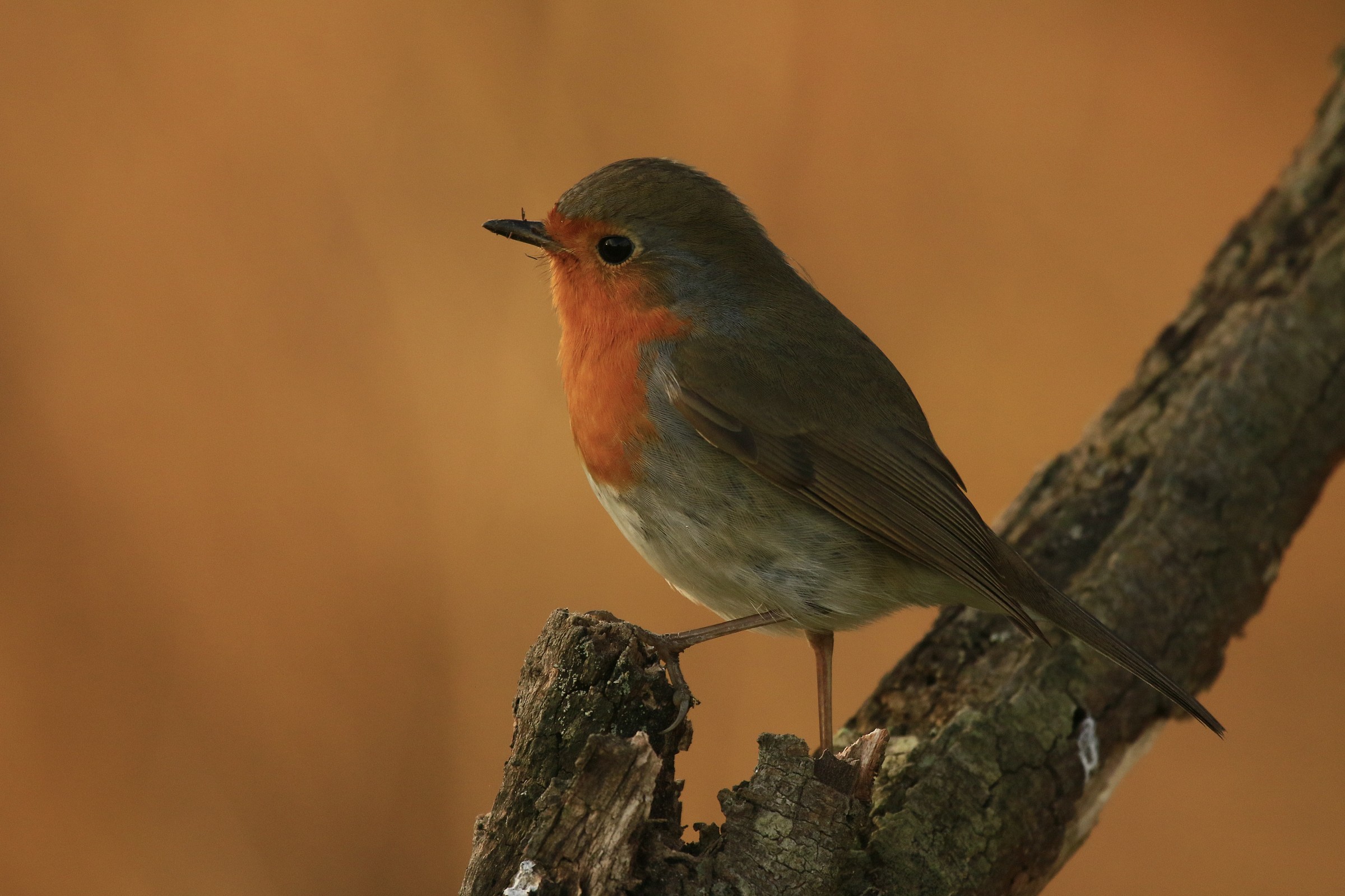 Robin 2015: A depth of field particolere