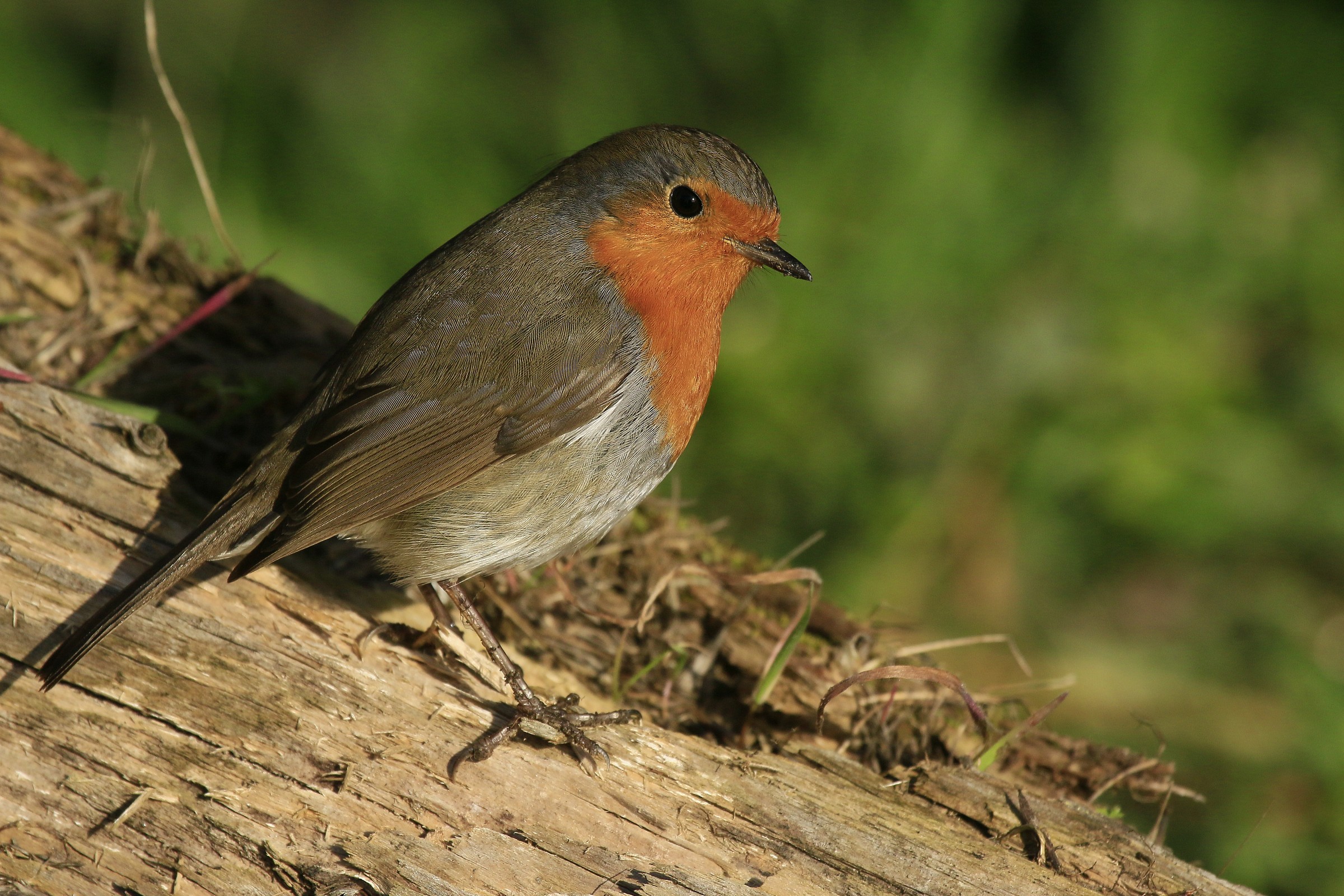 Robin 2015: A look all'intrusa