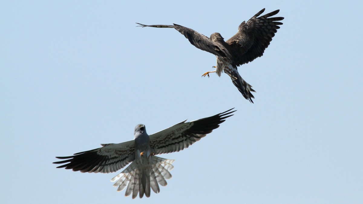 Una Coppia di Albanella minore