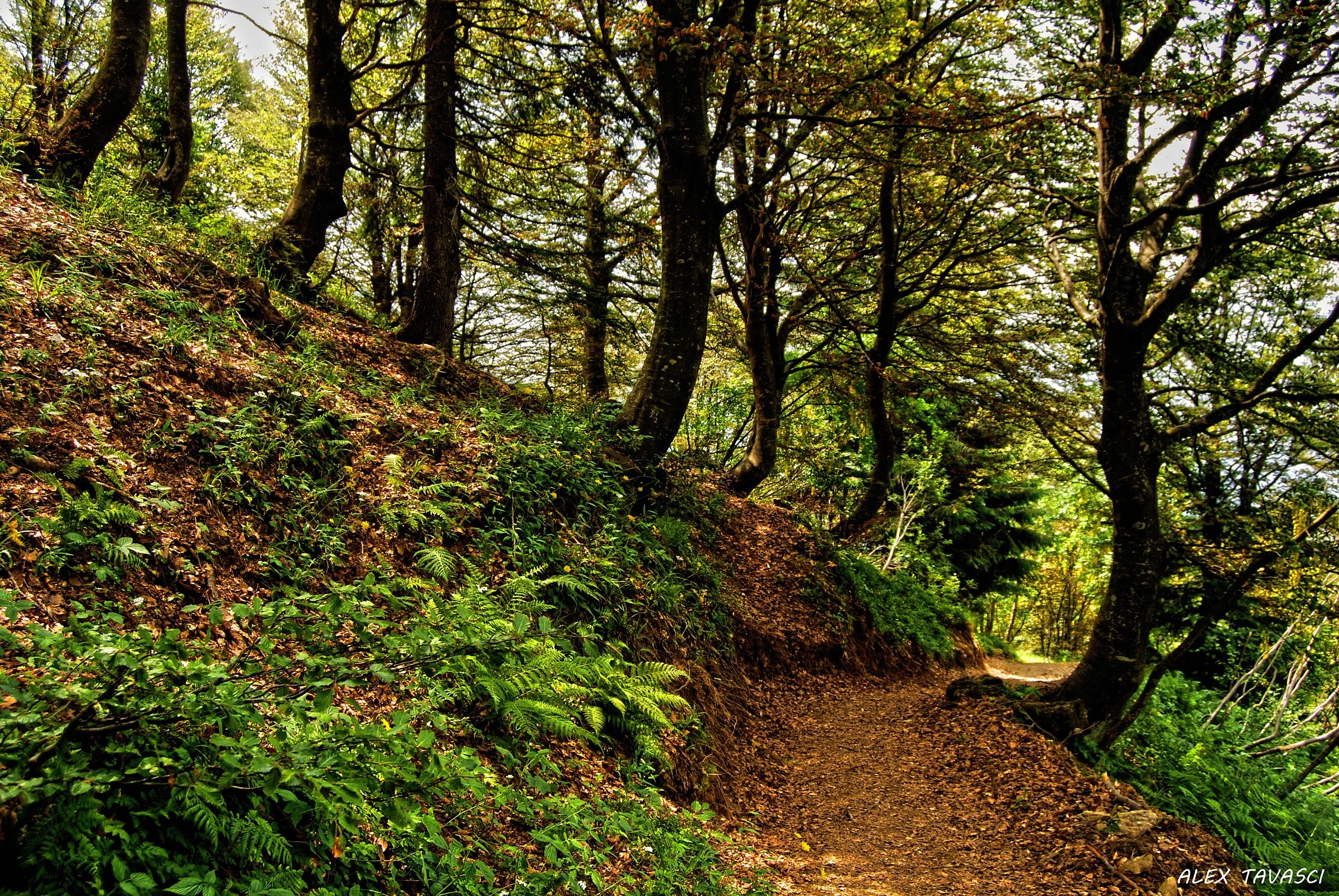 Sottobosco di Faggi.