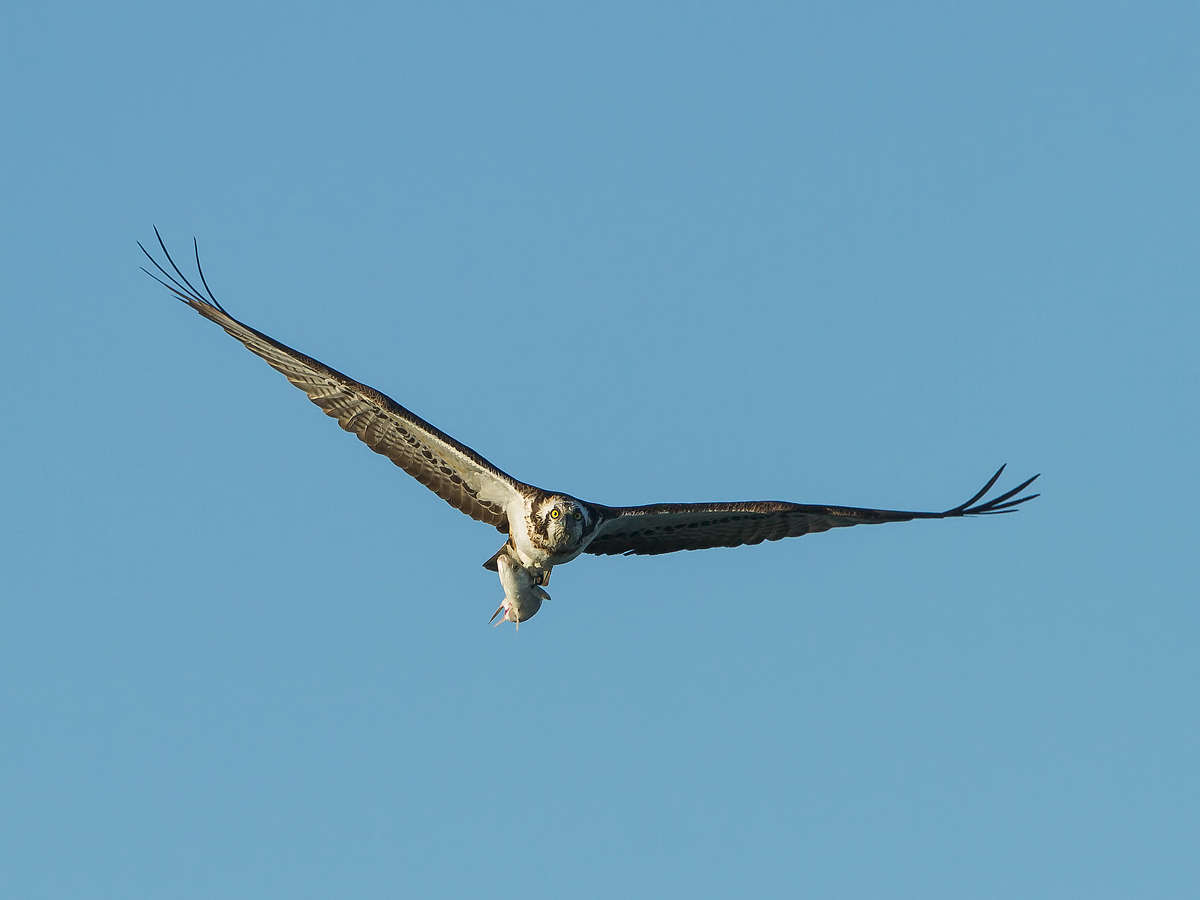 osprey