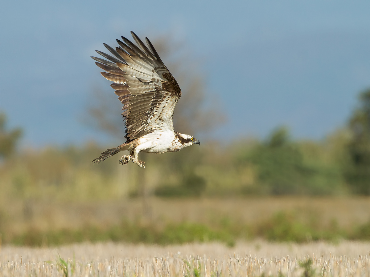 osprey