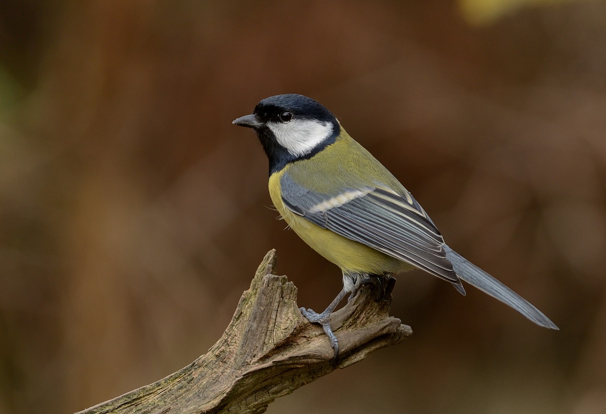 Grande tit (Parus major)