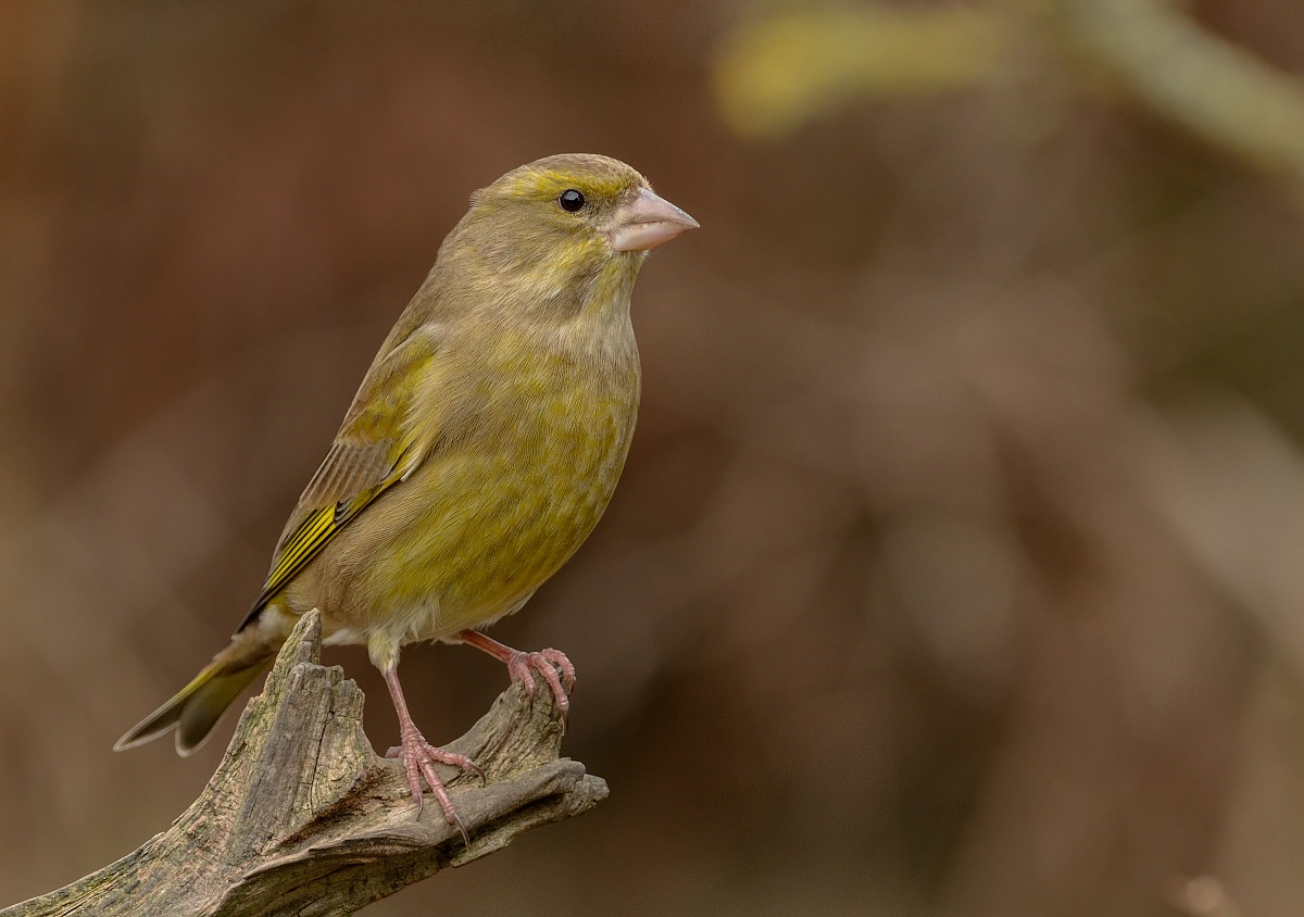Green Finch (Female)