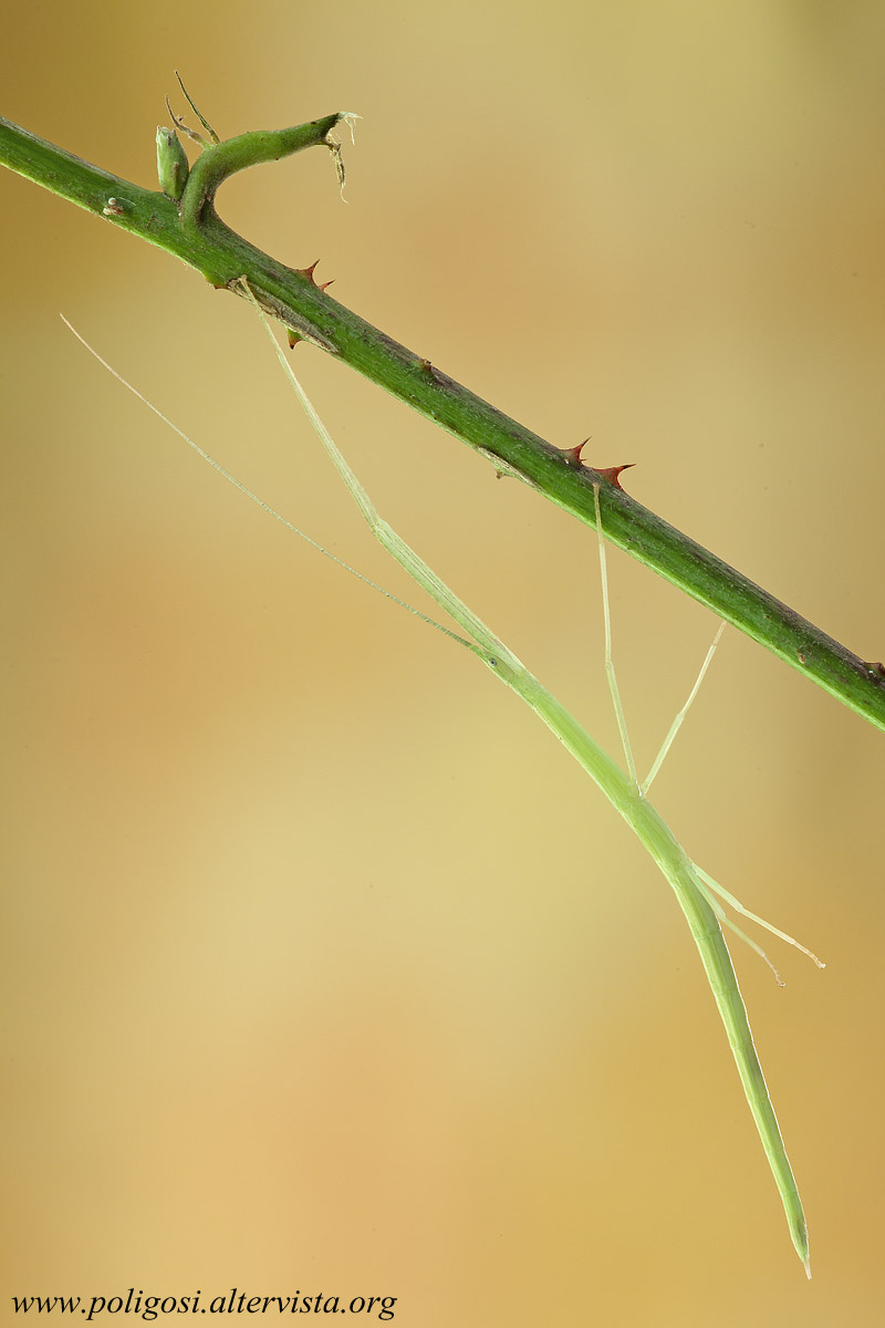 Sipyloidea sipylus