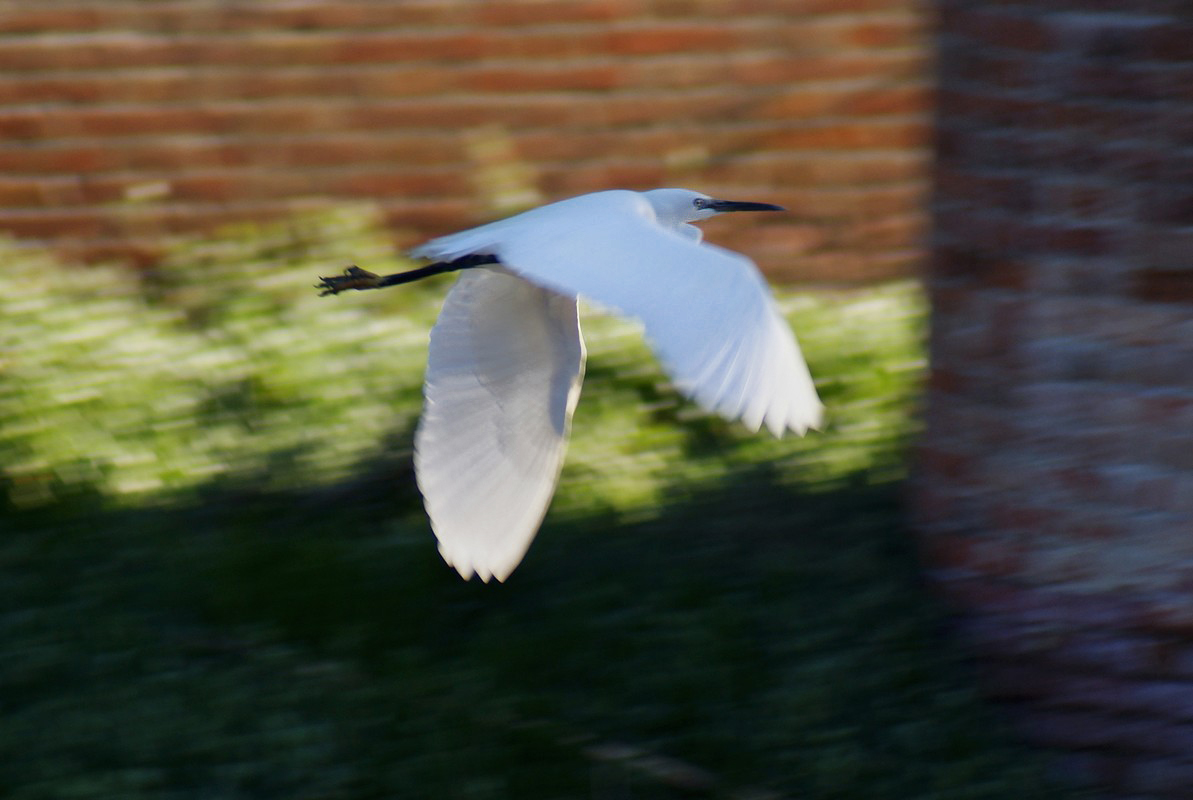 punto bianco nel colore