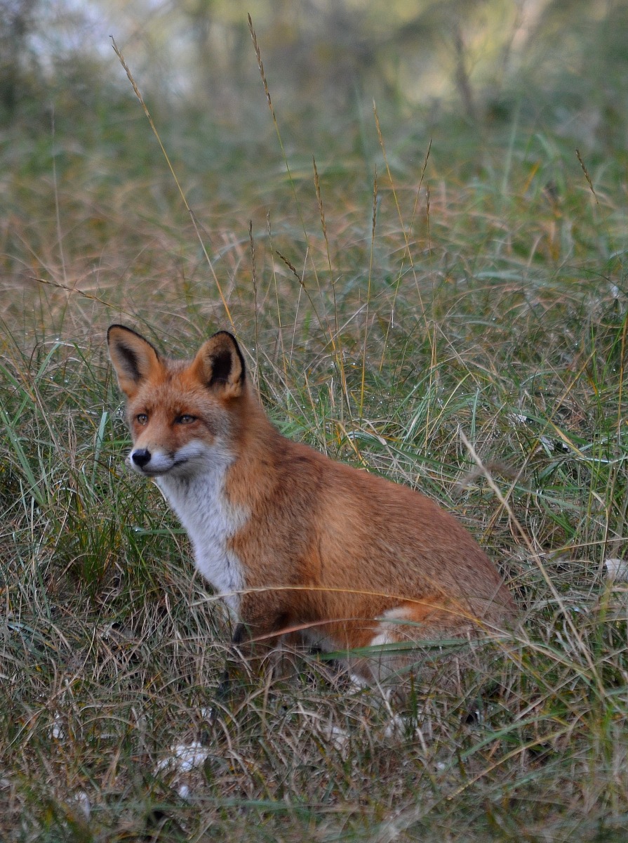 Red Fox - II