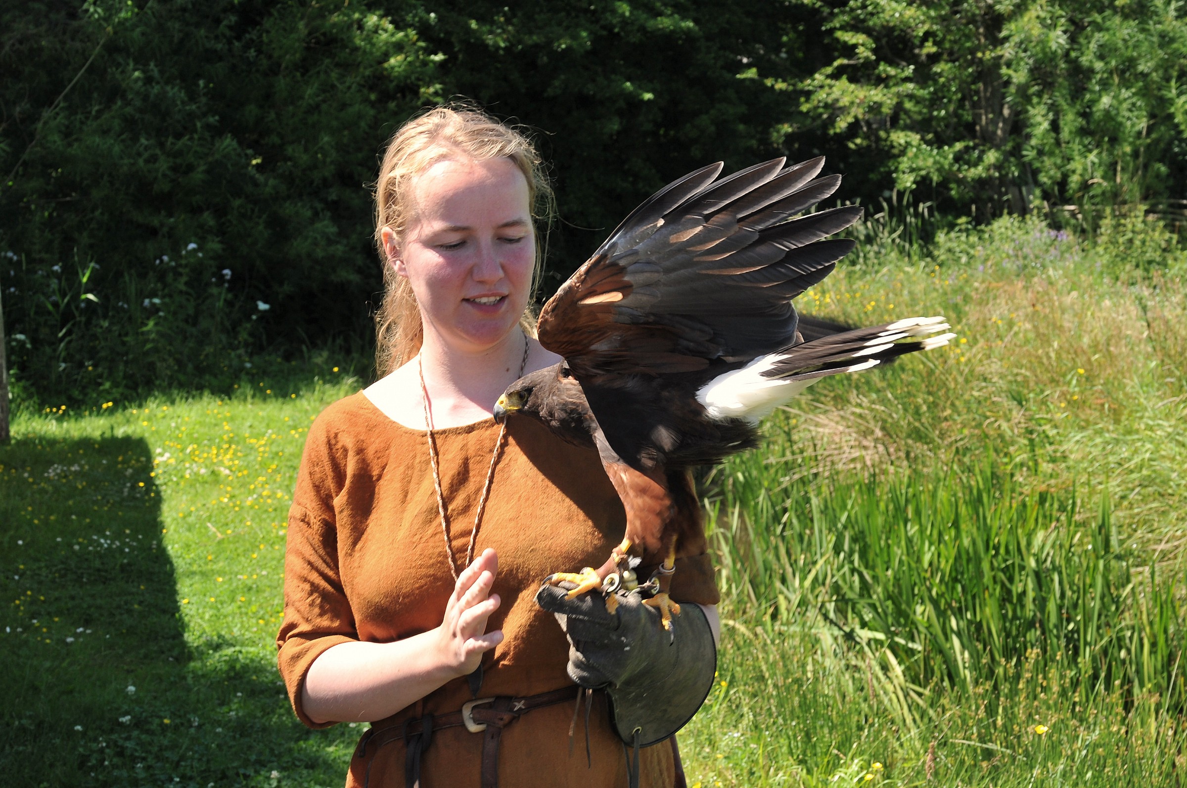 The falconry