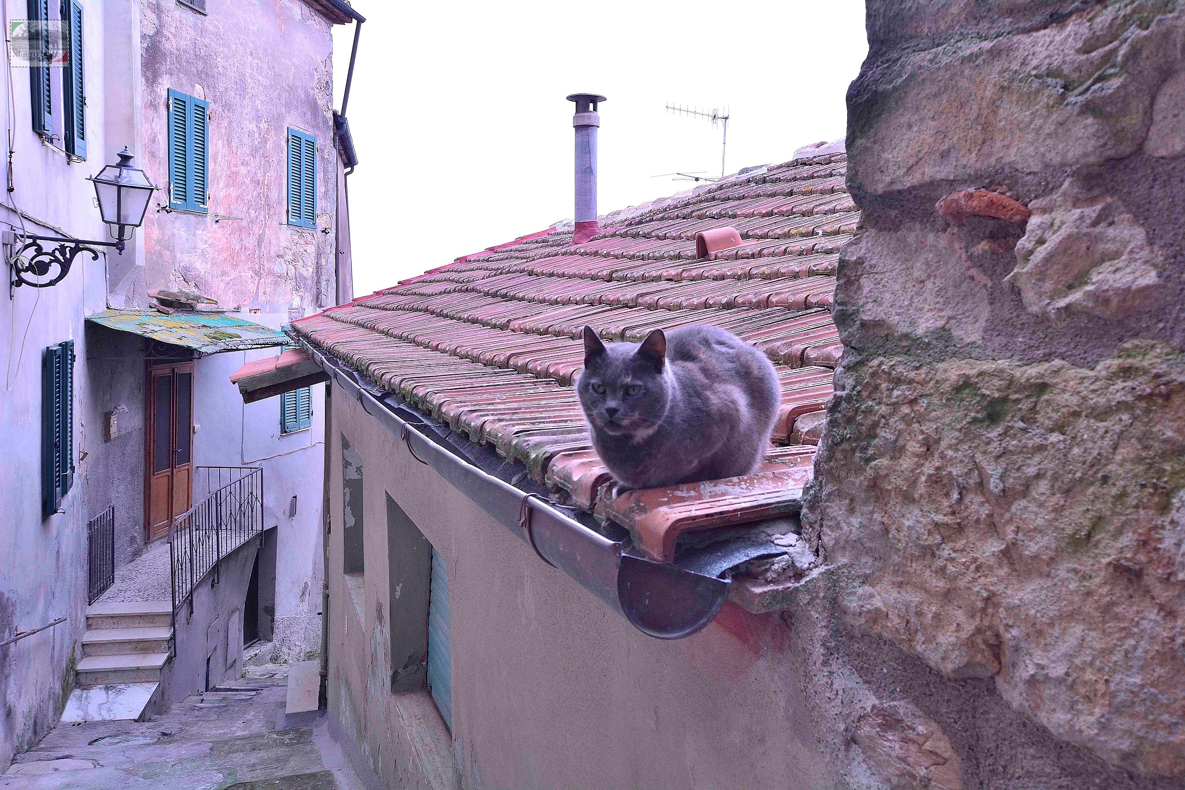 the cat on the roof