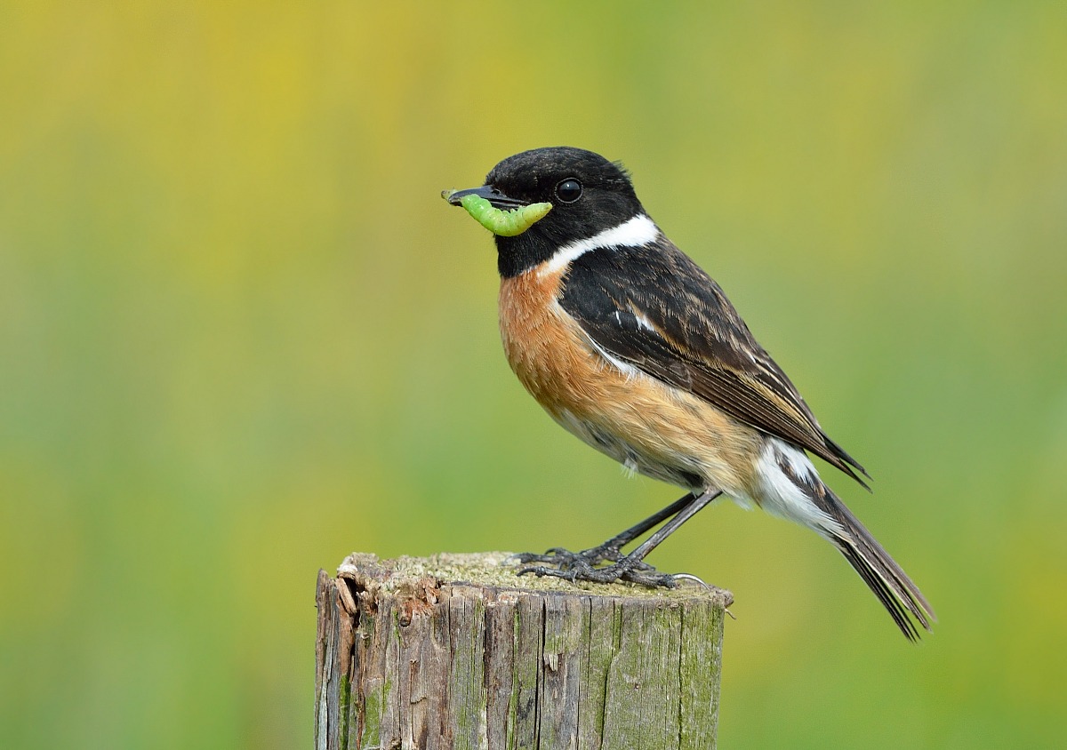 Stonechat