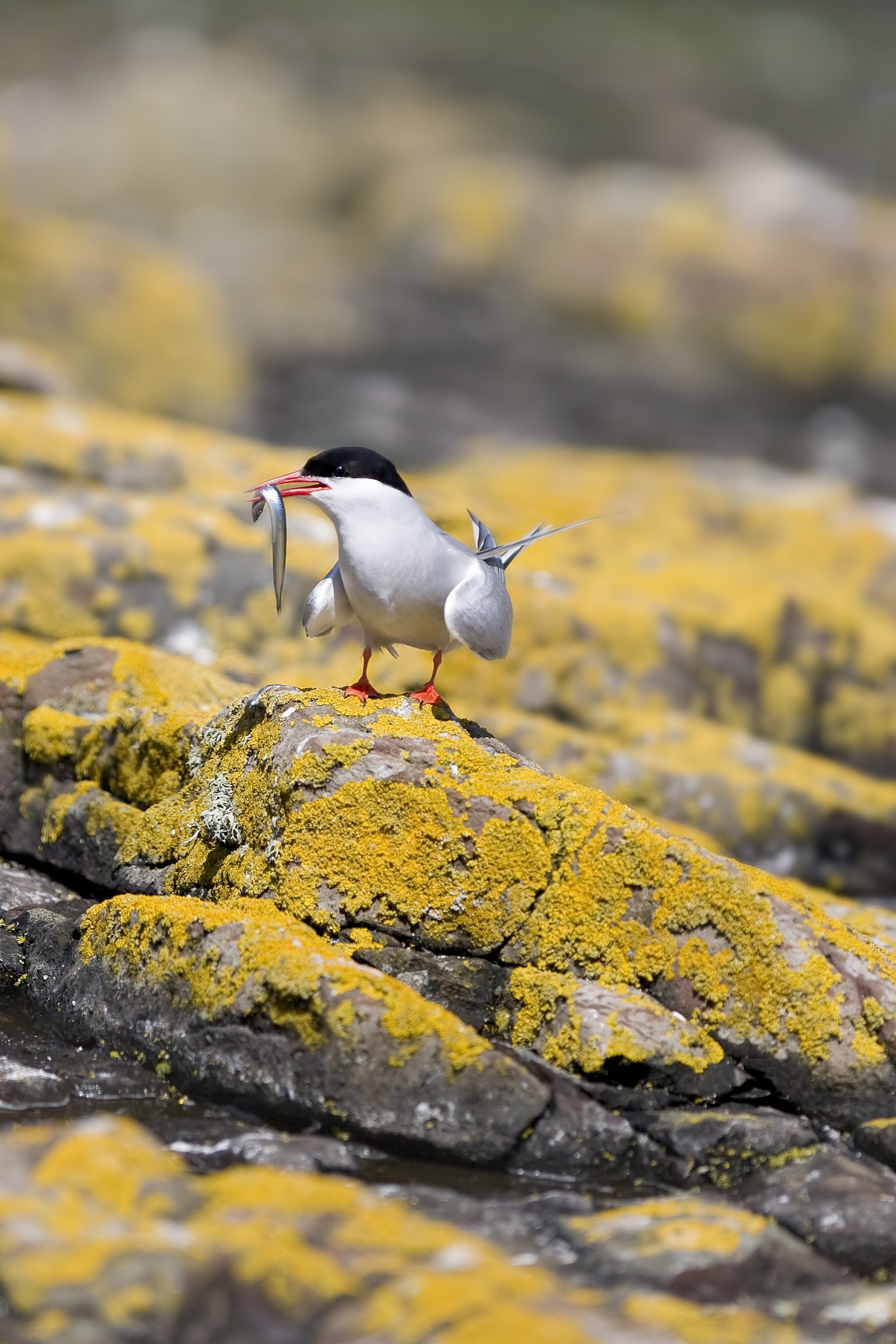 Sterna comune con pesce