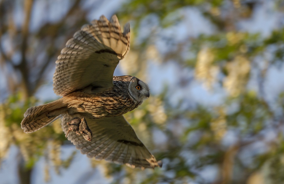 Eared owl with prey